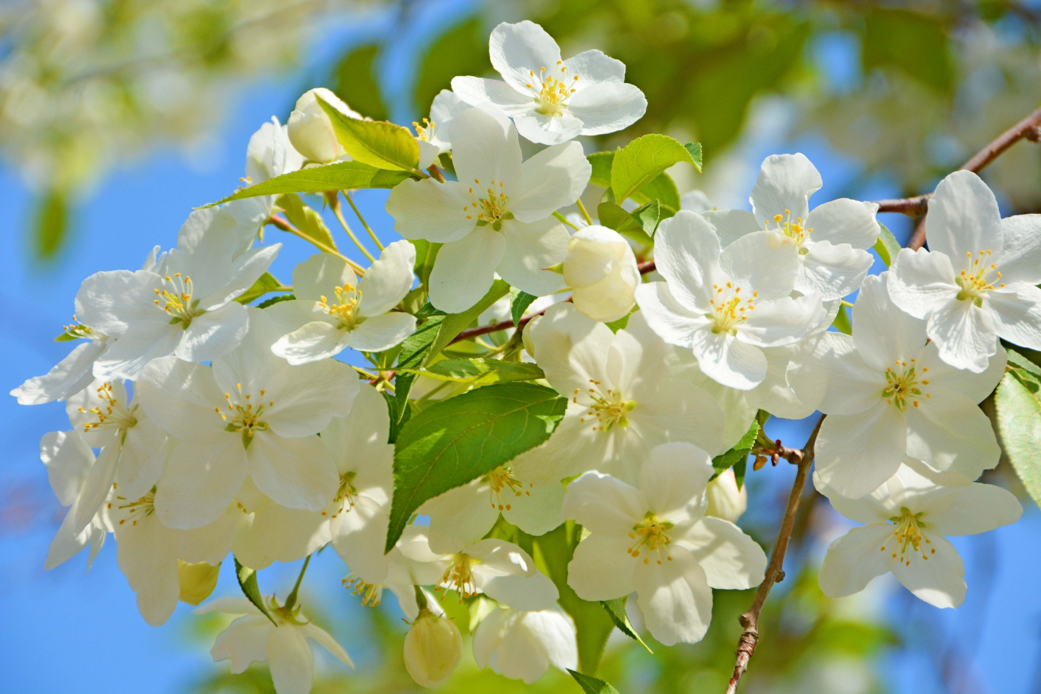 白海棠花原创拍摄