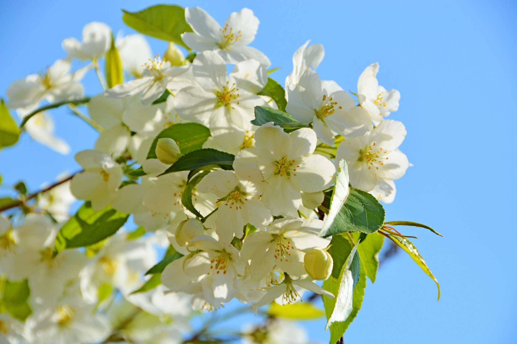 白海棠花原创拍摄