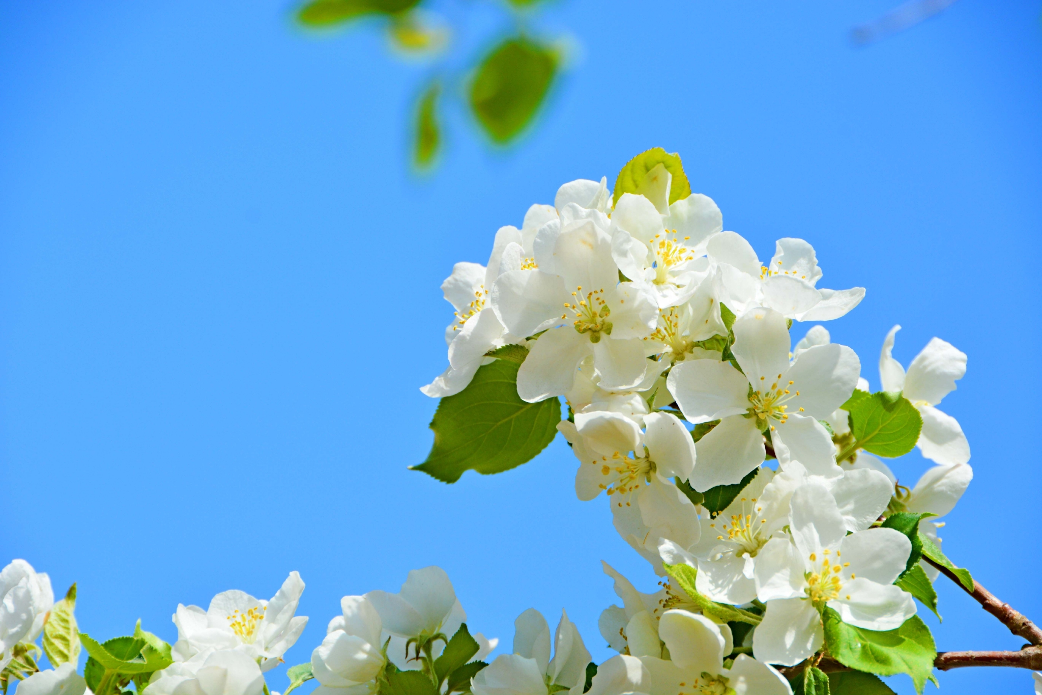 白海棠花原创拍摄