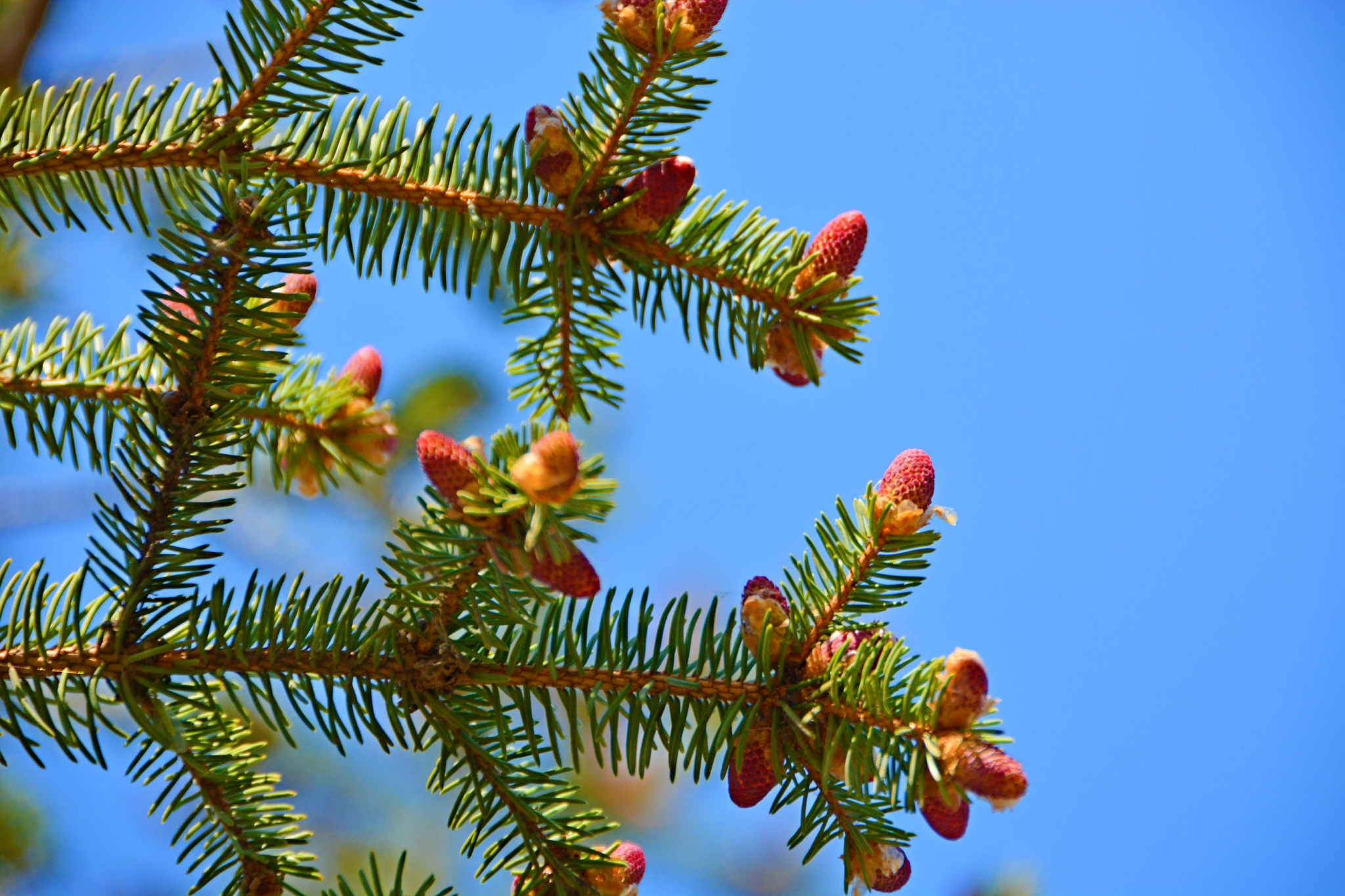 一种杉树花,原创拍摄__财经头条