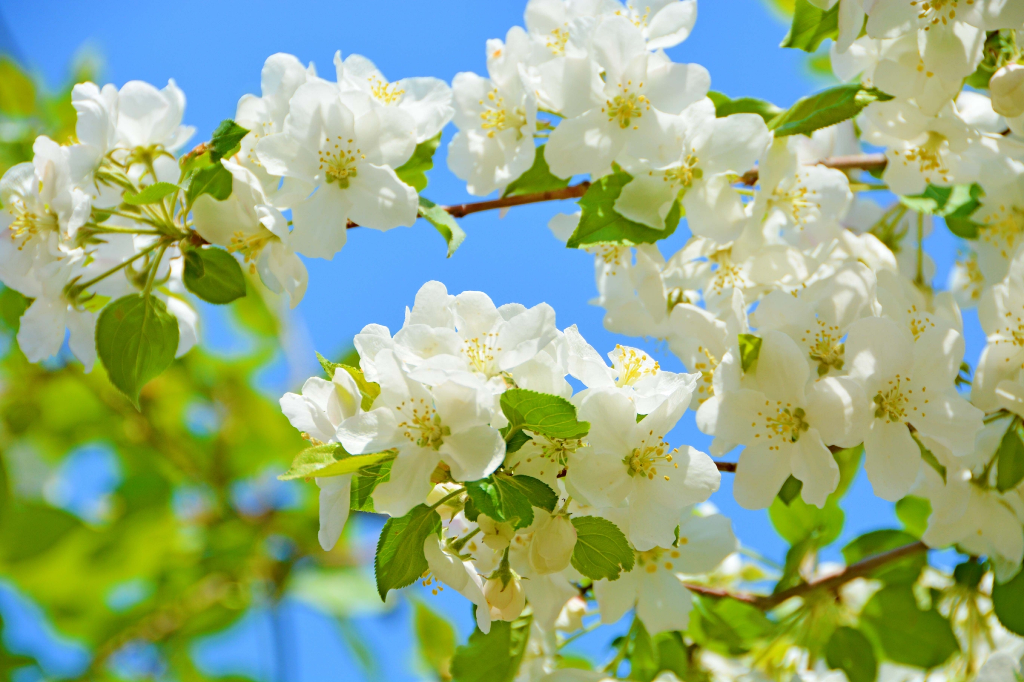 白海棠花原创拍摄