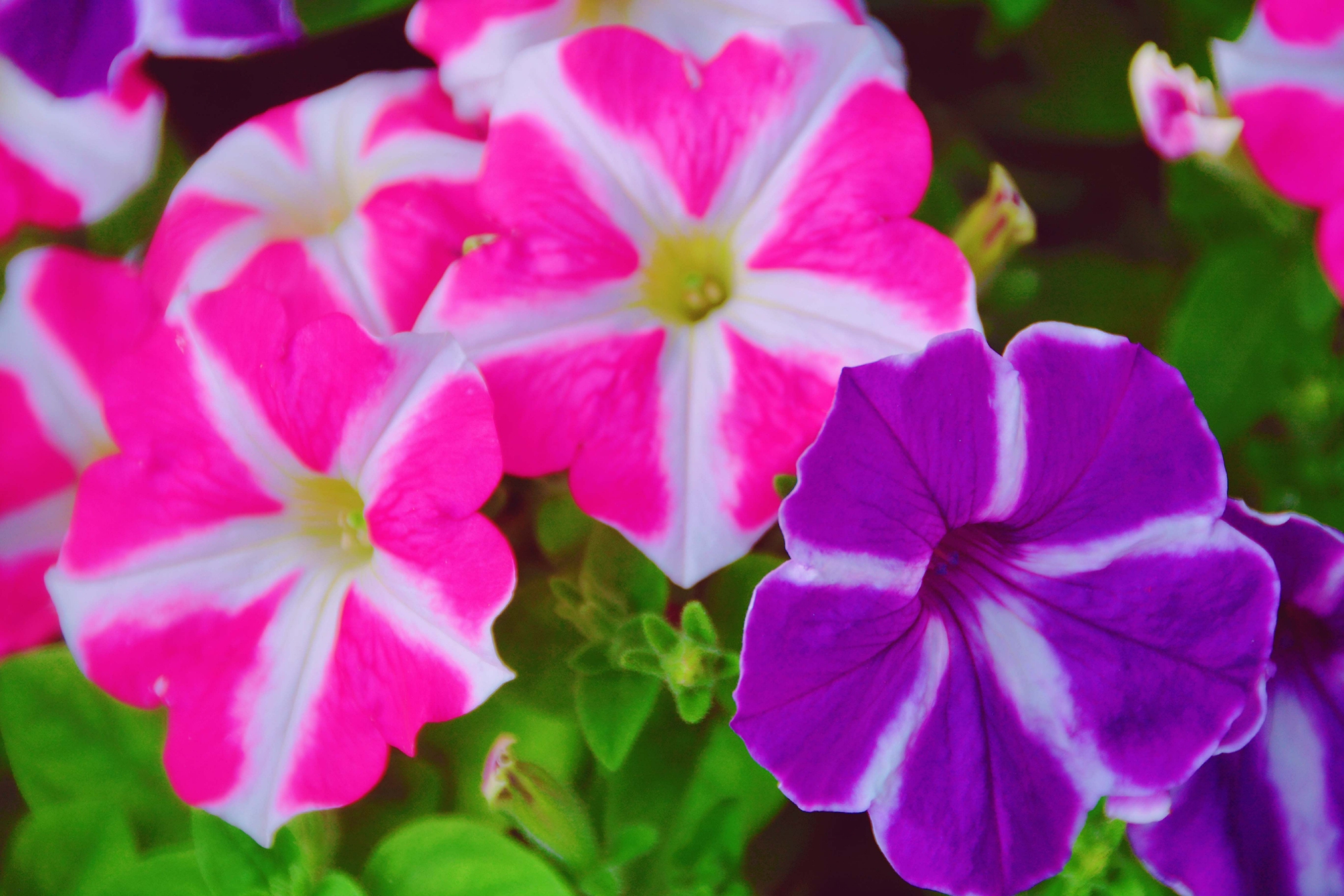 矮牵牛花色彩鲜艳原创拍摄