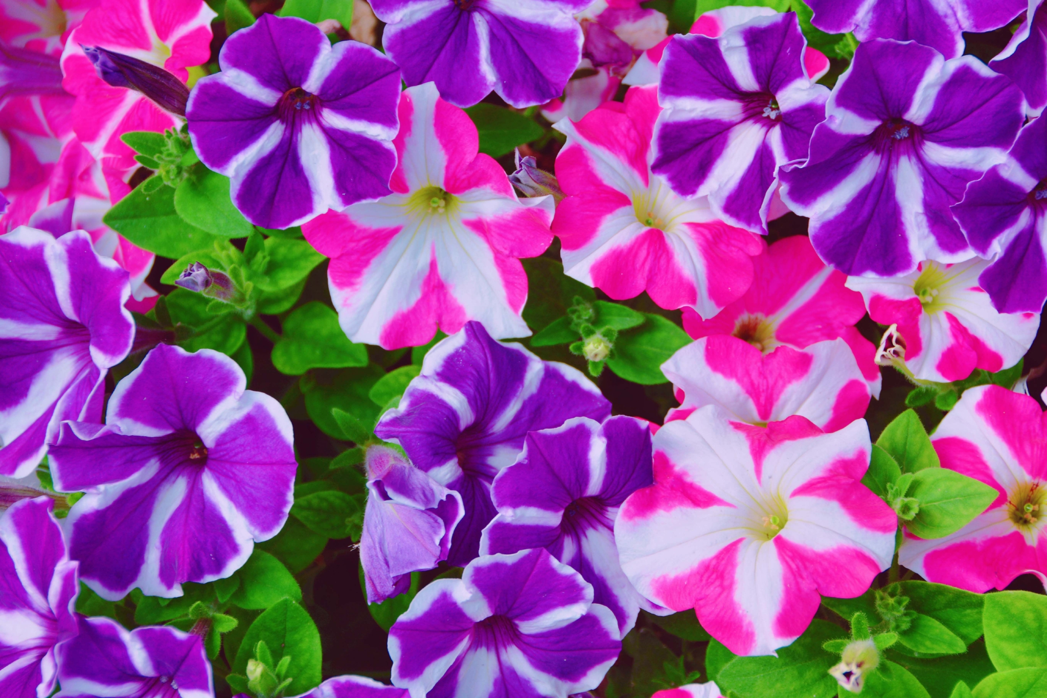 矮牵牛花色彩鲜艳原创拍摄