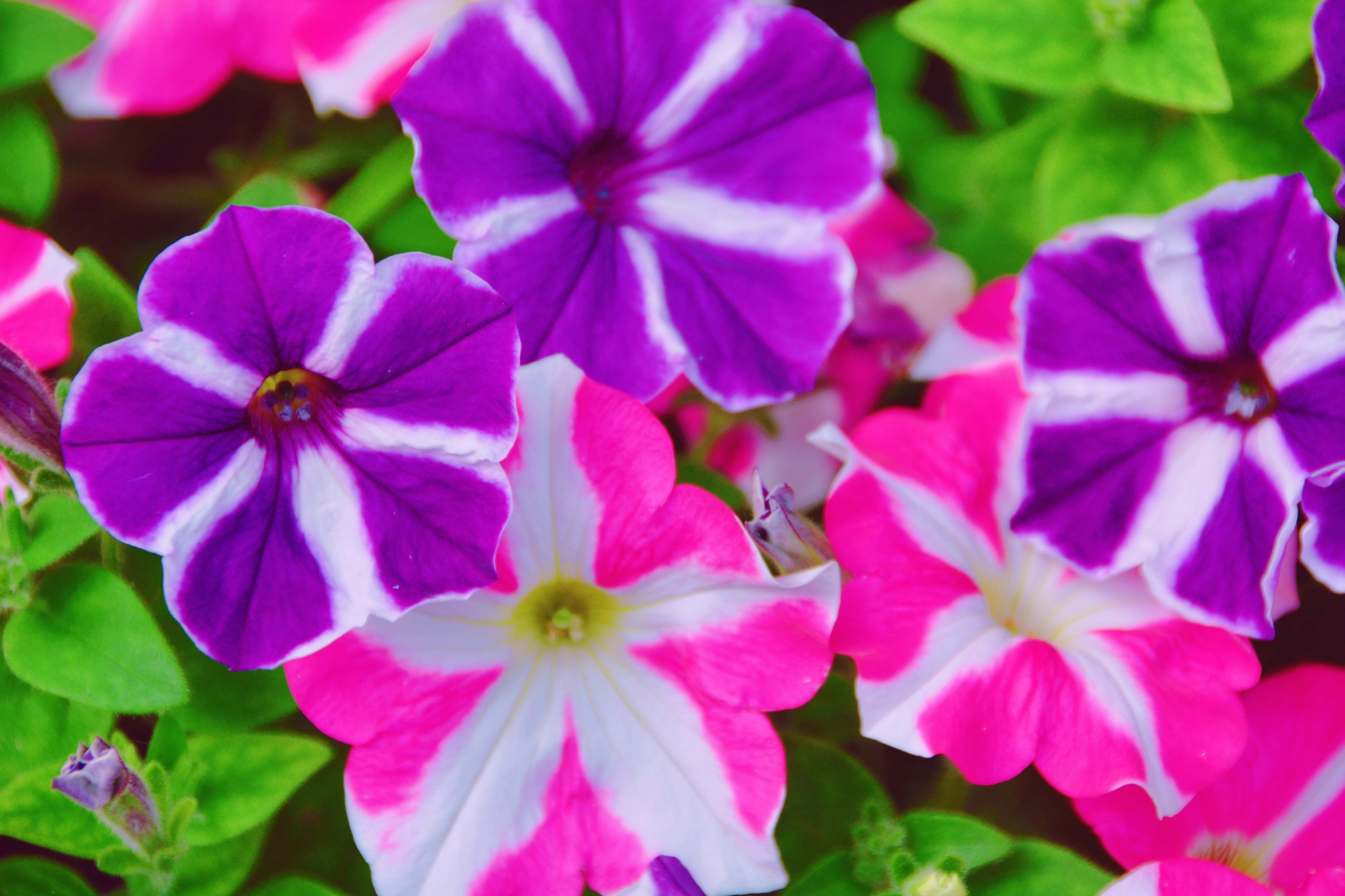 矮牵牛花色彩鲜艳原创拍摄