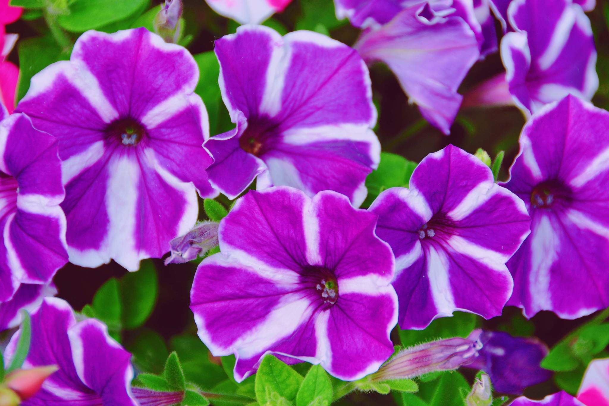 矮牵牛花色彩鲜艳原创拍摄