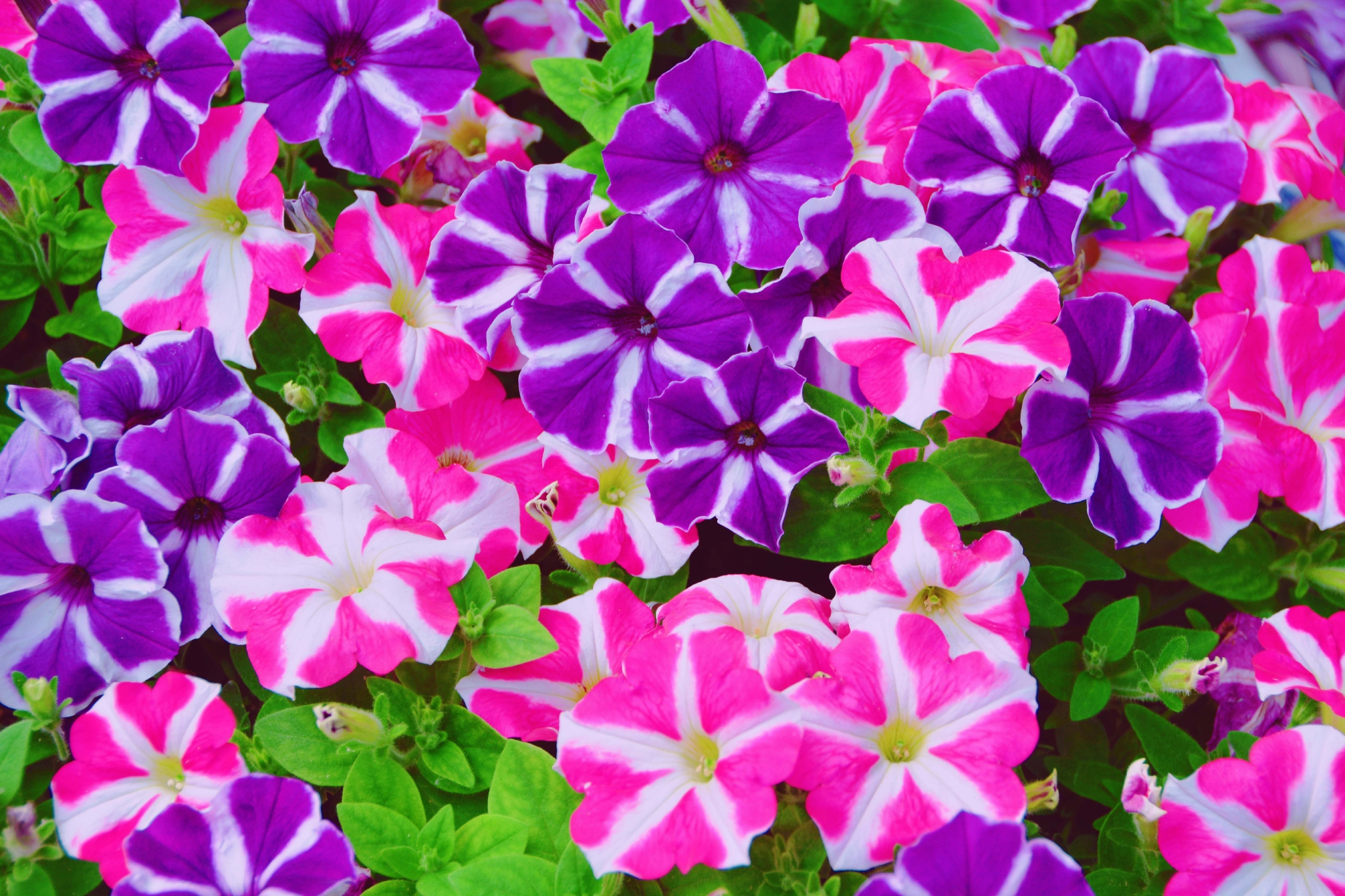 矮牵牛花色彩鲜艳原创拍摄