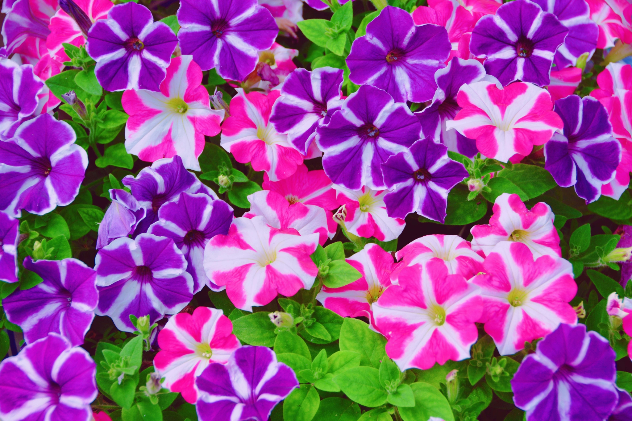 矮牵牛花色彩鲜艳原创拍摄