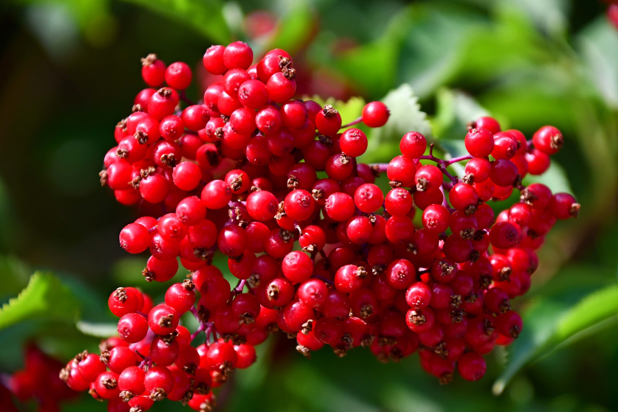 接骨木果实成熟了,原创拍摄__财经头条