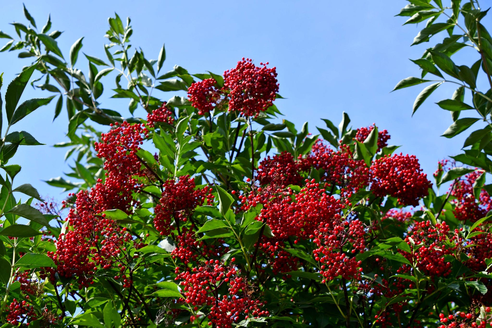 接骨木果实成熟了,原创拍摄__财经头条