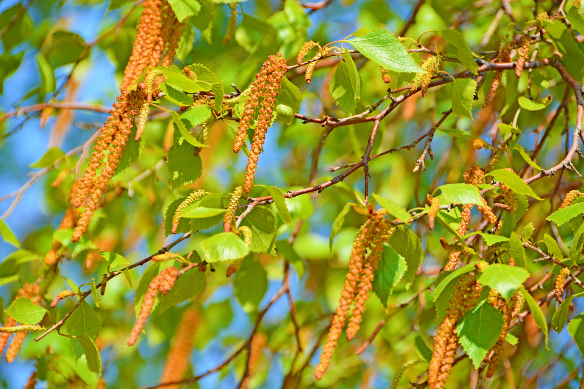 春天白桦树花穗,原创拍摄_高清图集_新浪网