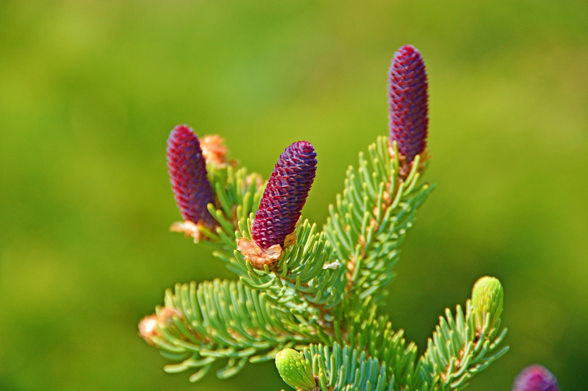 云杉紫色木质花,原创拍摄