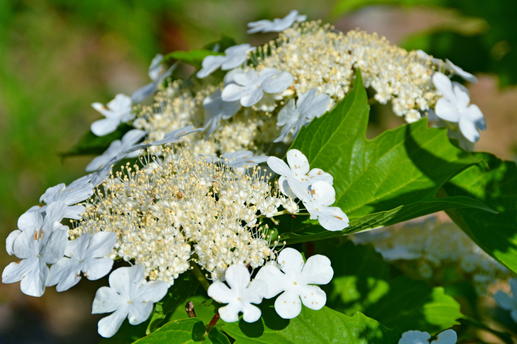 白色琼花欧洲荚蒾,原创拍摄