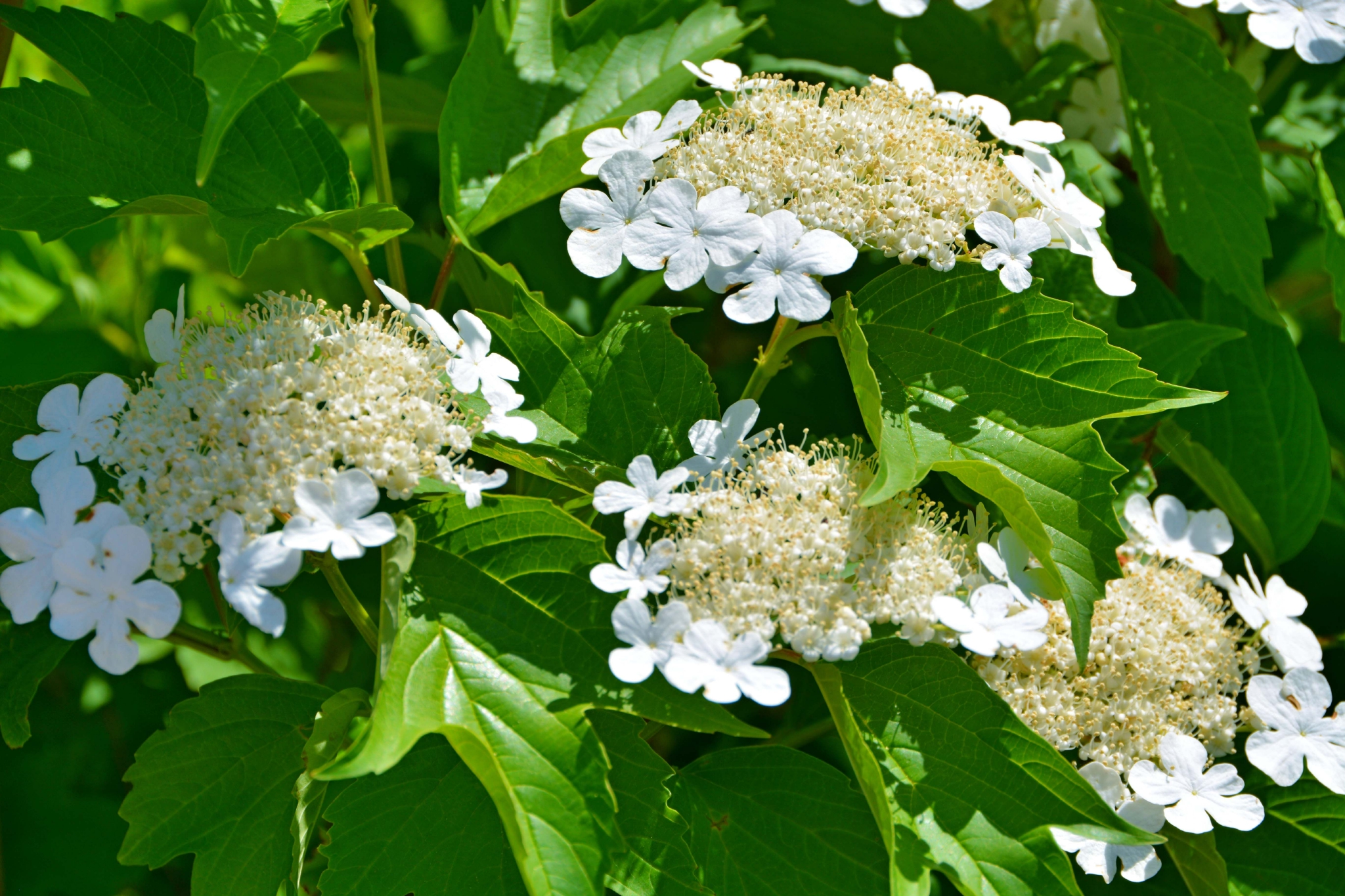 白色琼花欧洲荚蒾,原创拍摄