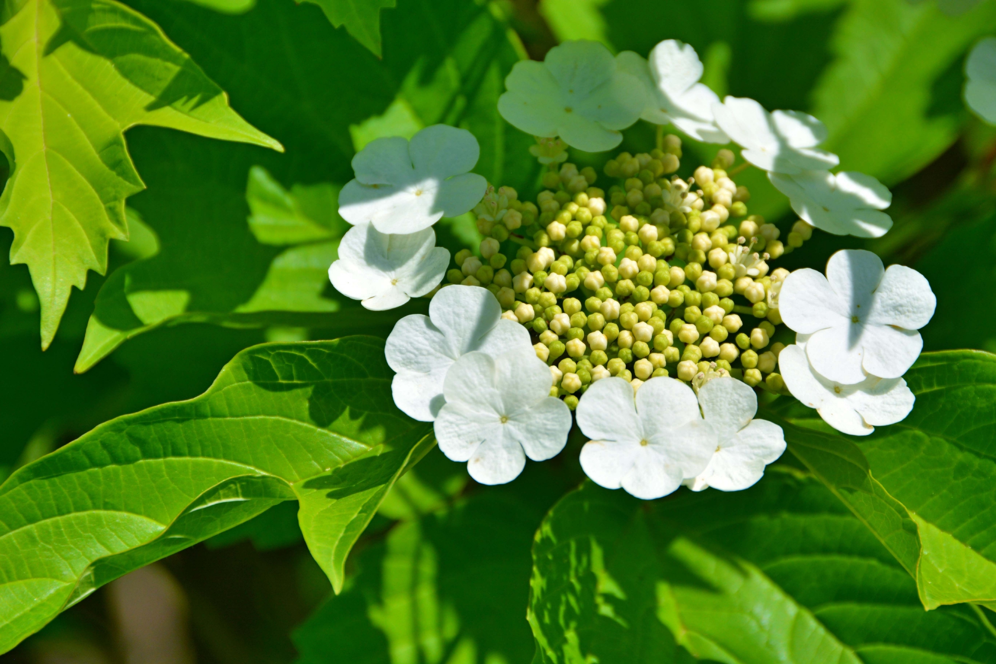 白色琼花欧洲荚蒾,原创拍摄