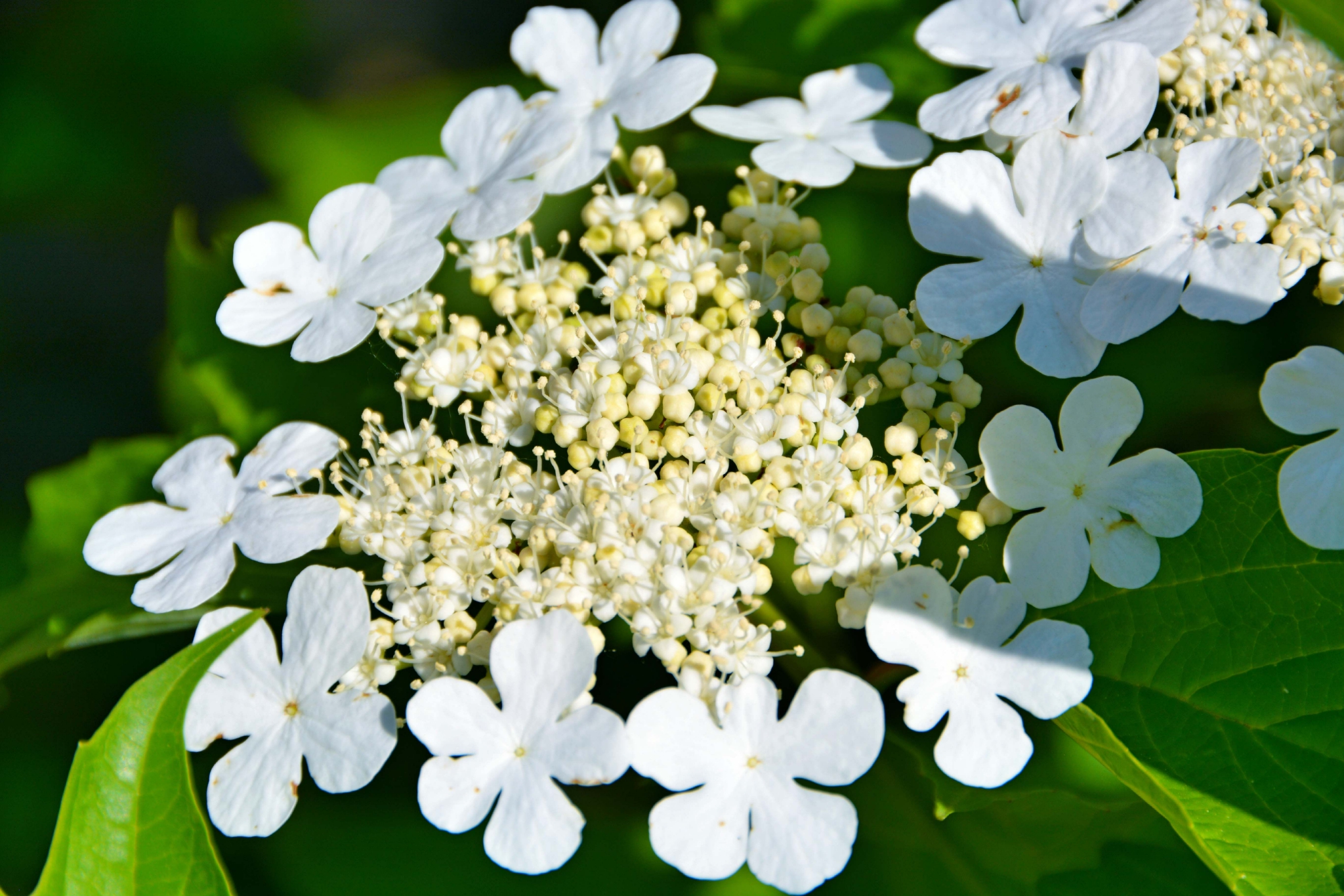 白色琼花欧洲荚蒾,原创拍摄