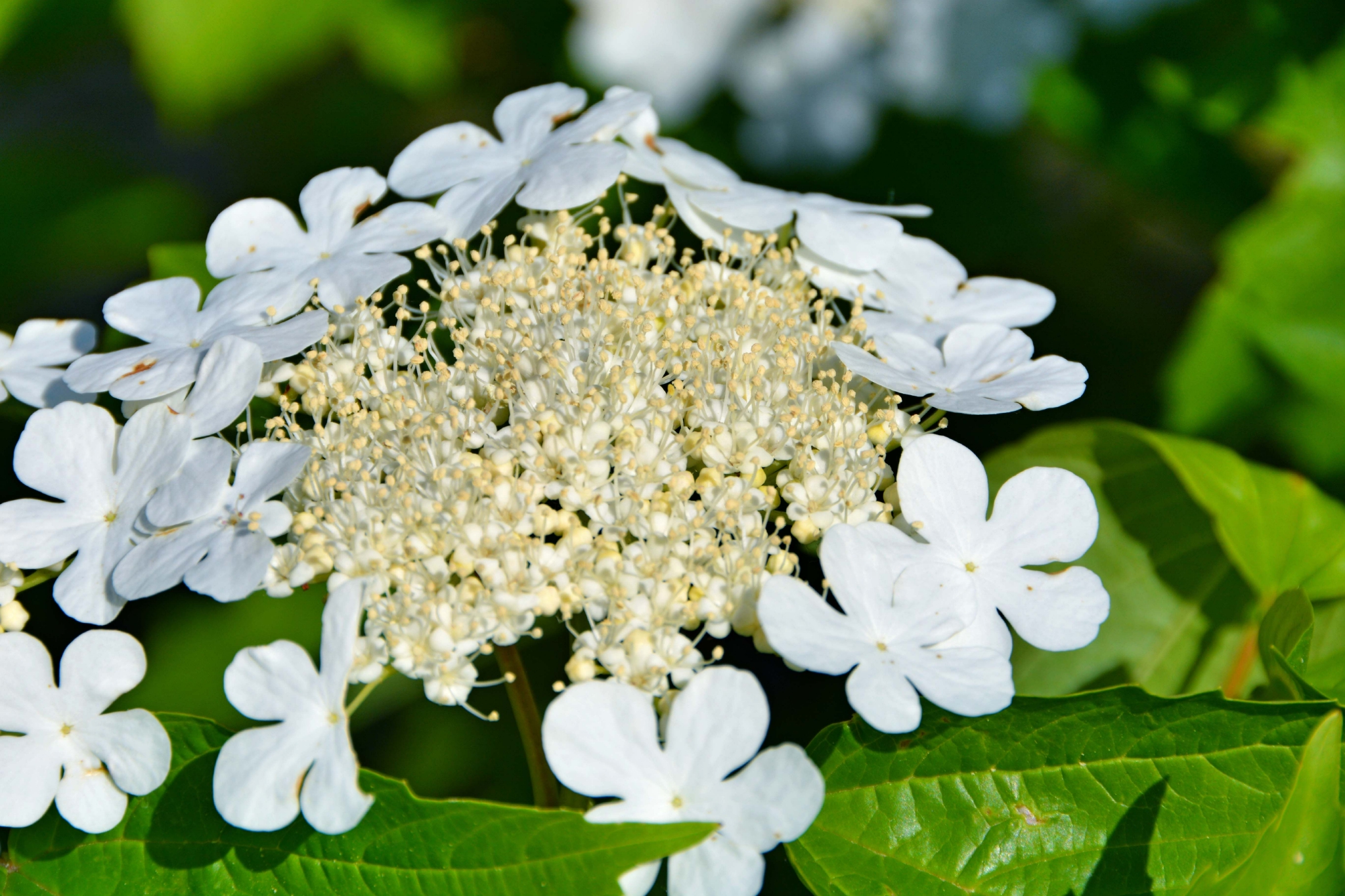 白色琼花欧洲荚蒾,原创拍摄