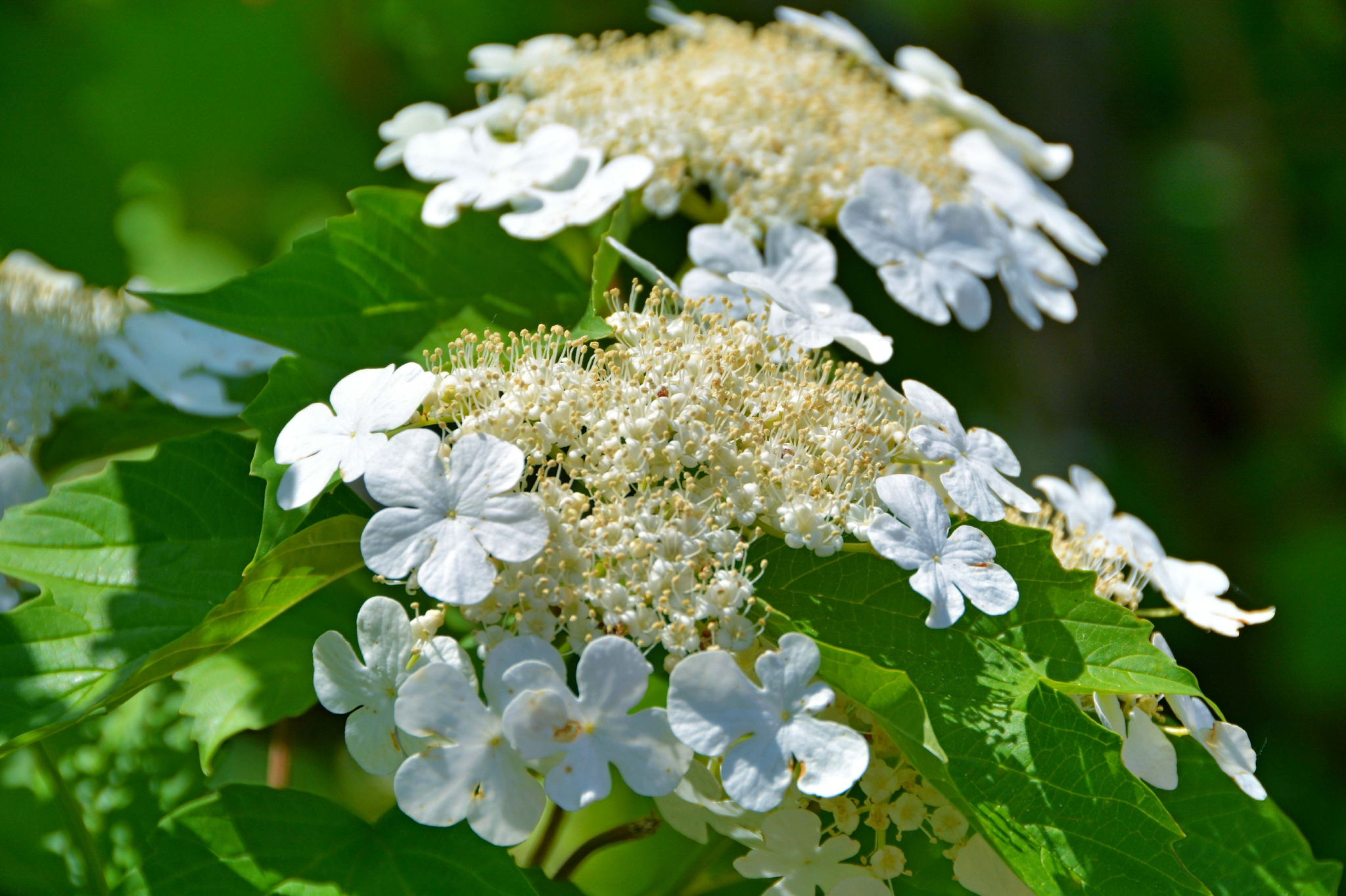 白色琼花欧洲荚蒾,原创拍摄