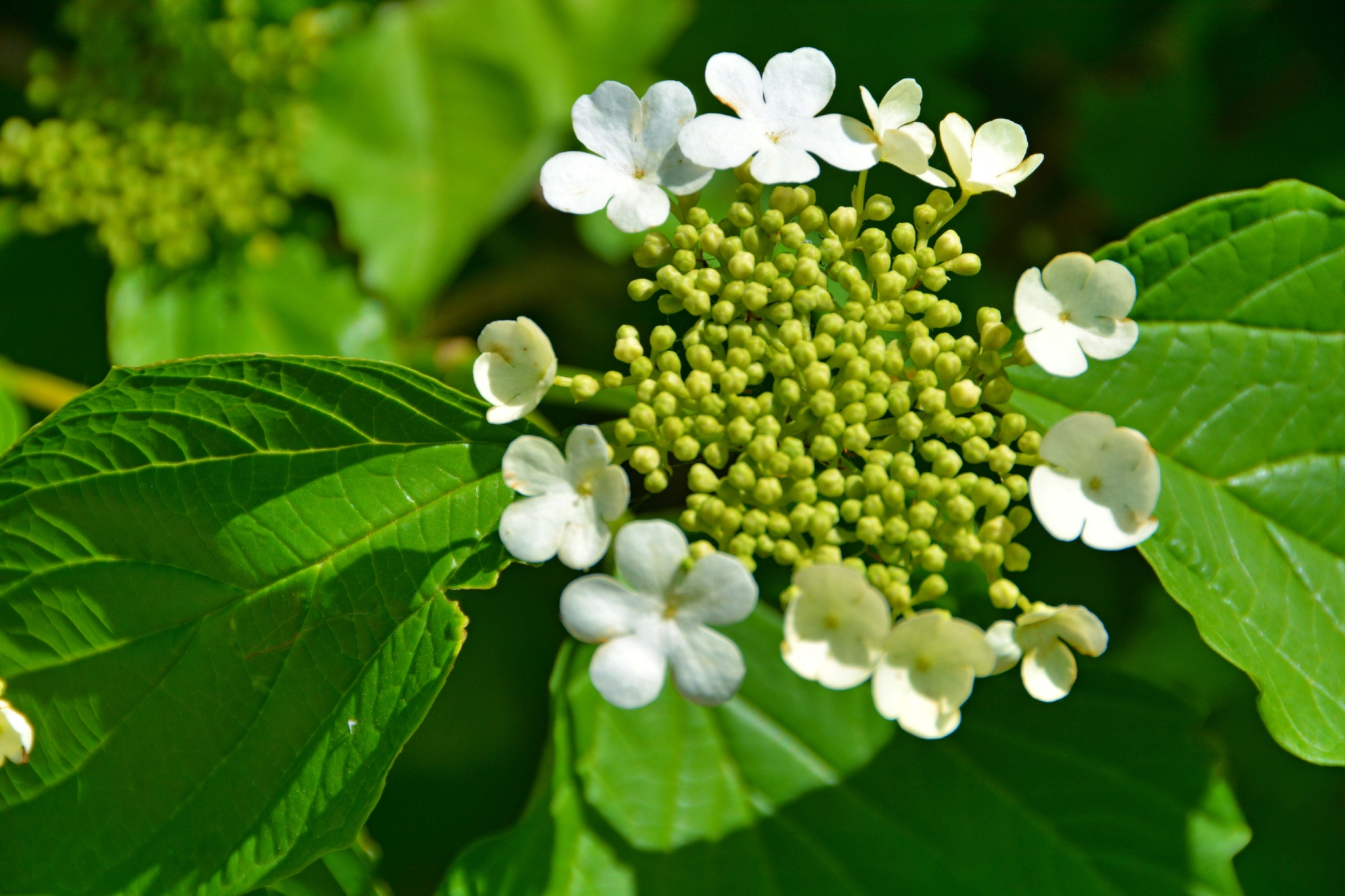 白色琼花欧洲荚蒾,原创拍摄