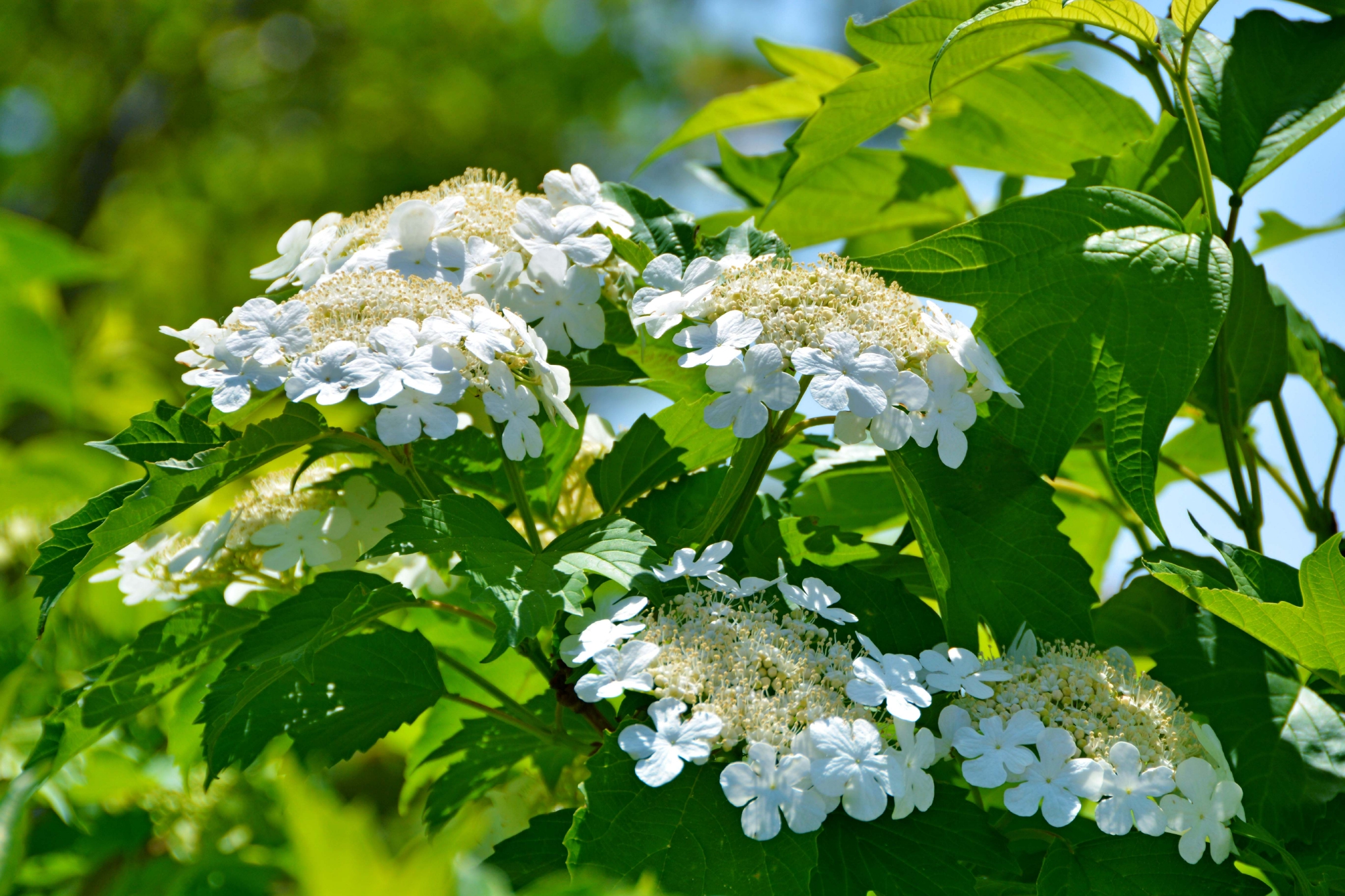 白色琼花欧洲荚蒾,原创拍摄