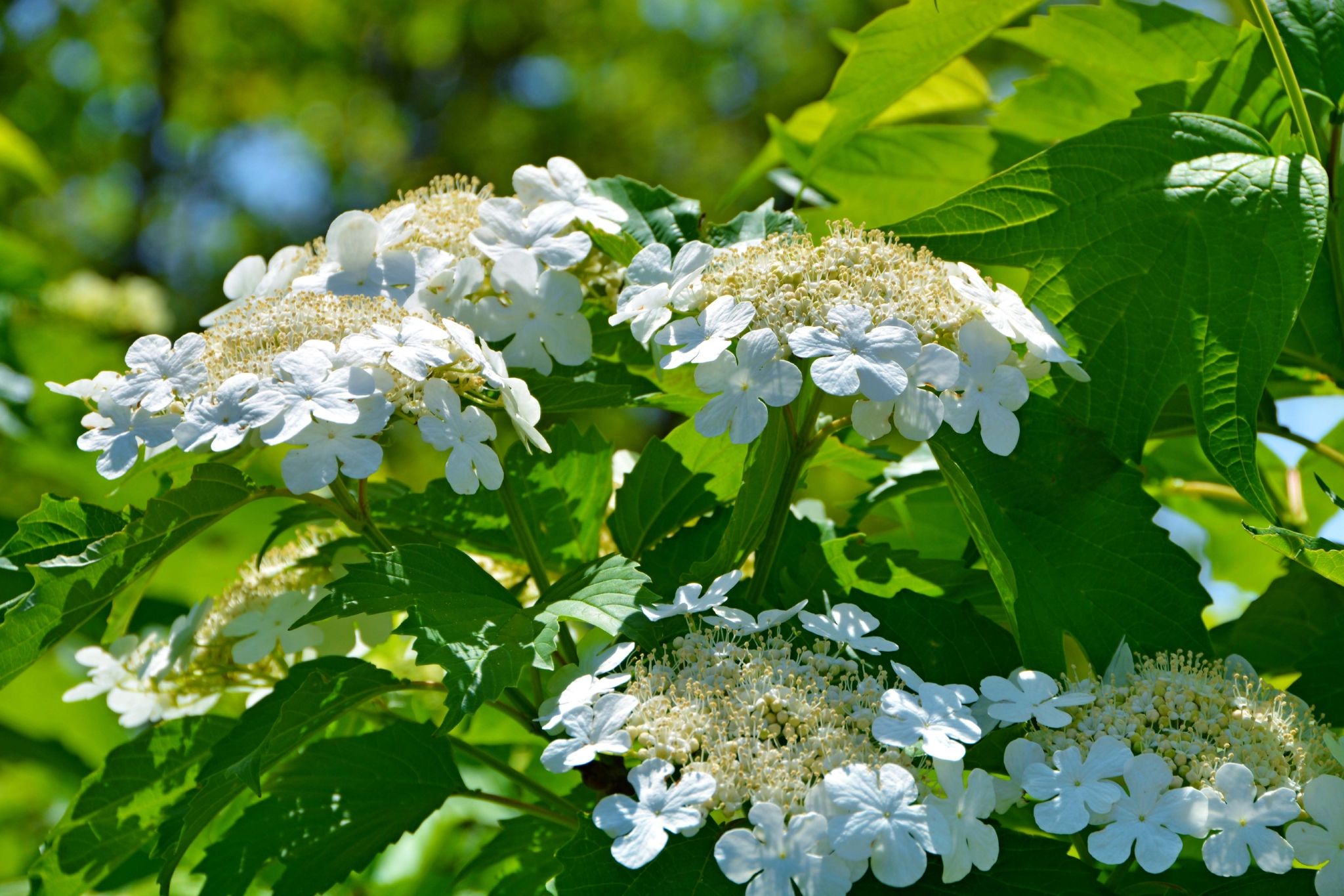 白色琼花欧洲荚蒾,原创拍摄