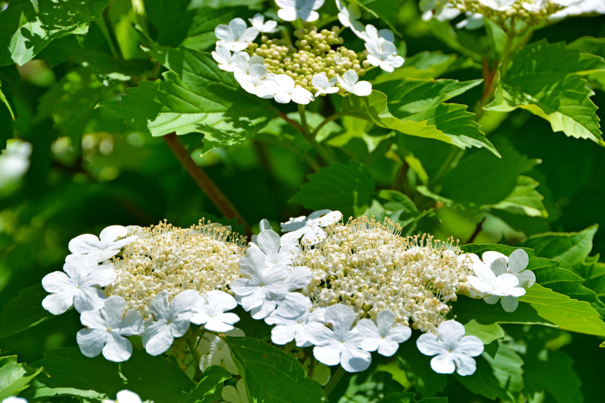 白色琼花欧洲荚蒾,原创拍摄