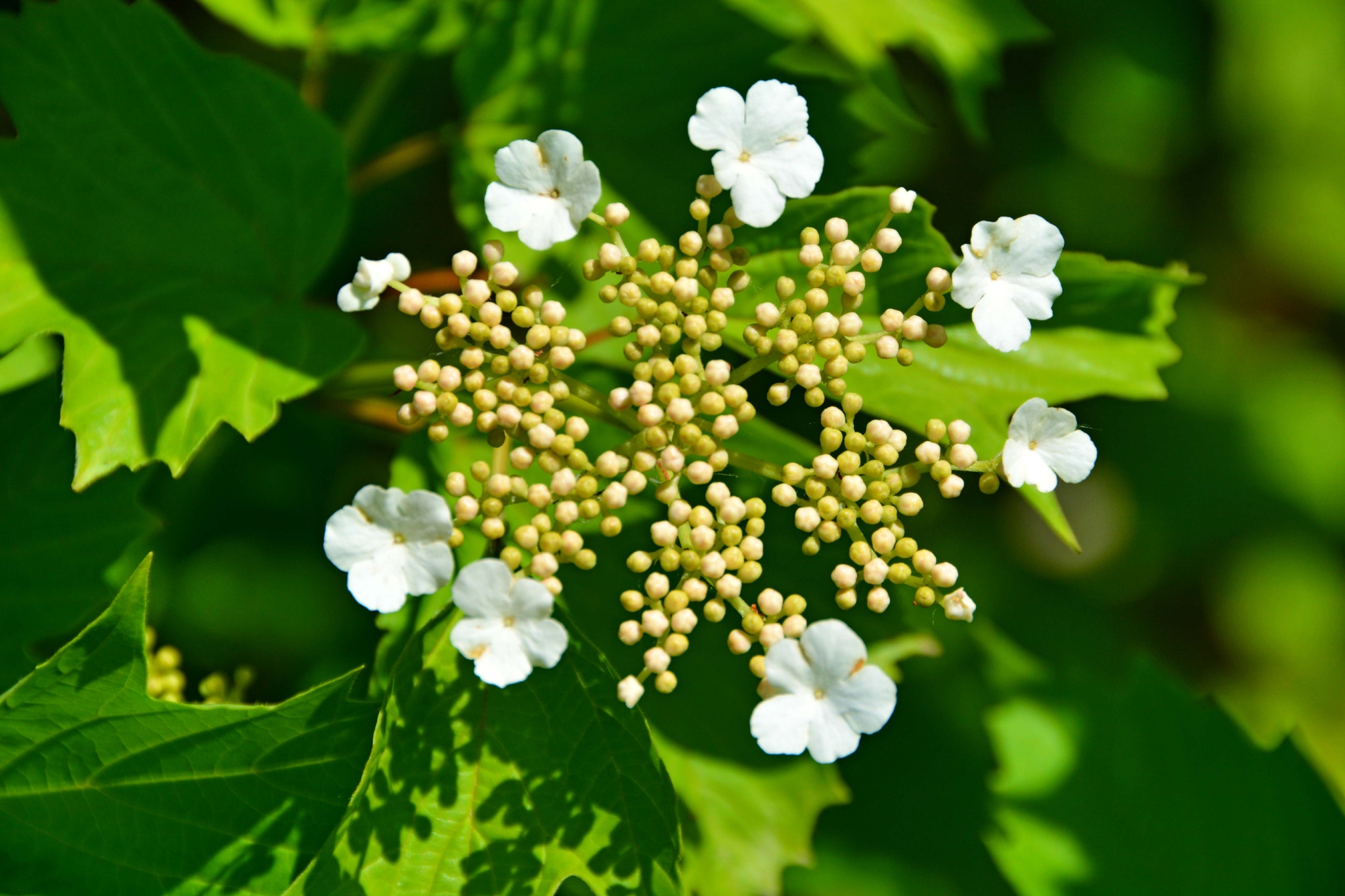 白色琼花欧洲荚蒾,原创拍摄