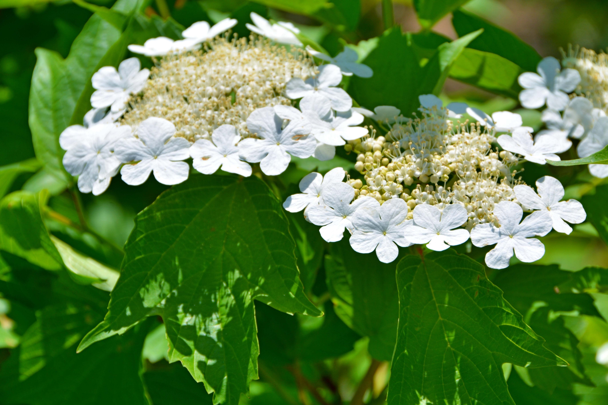 白色琼花欧洲荚蒾,原创拍摄