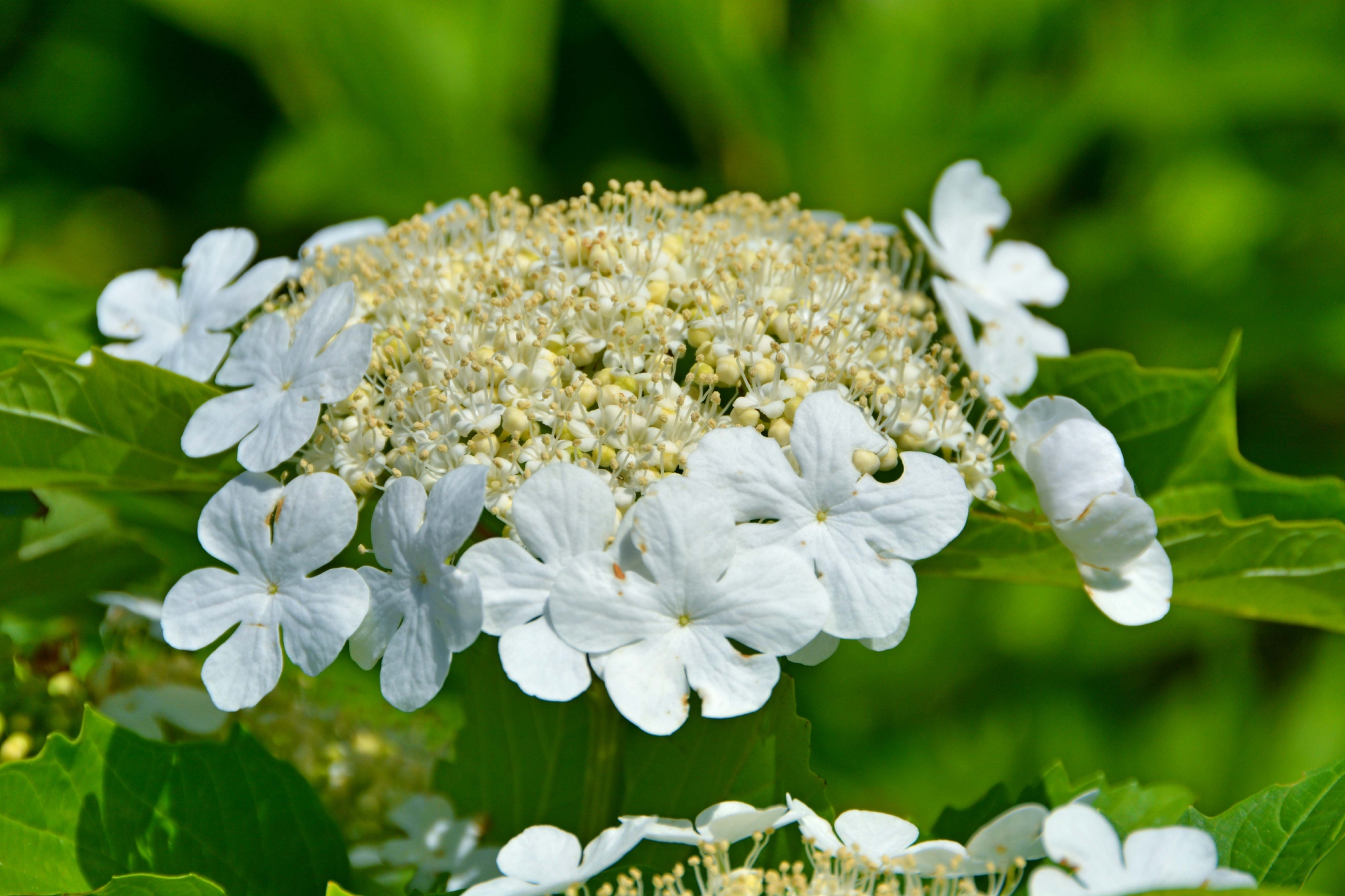白色琼花欧洲荚蒾,原创拍摄