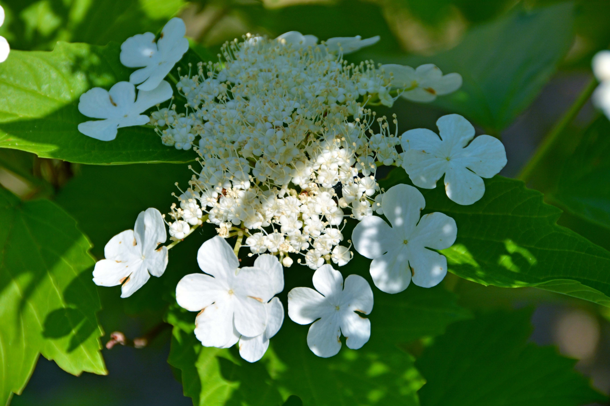 白色琼花欧洲荚蒾,原创拍摄
