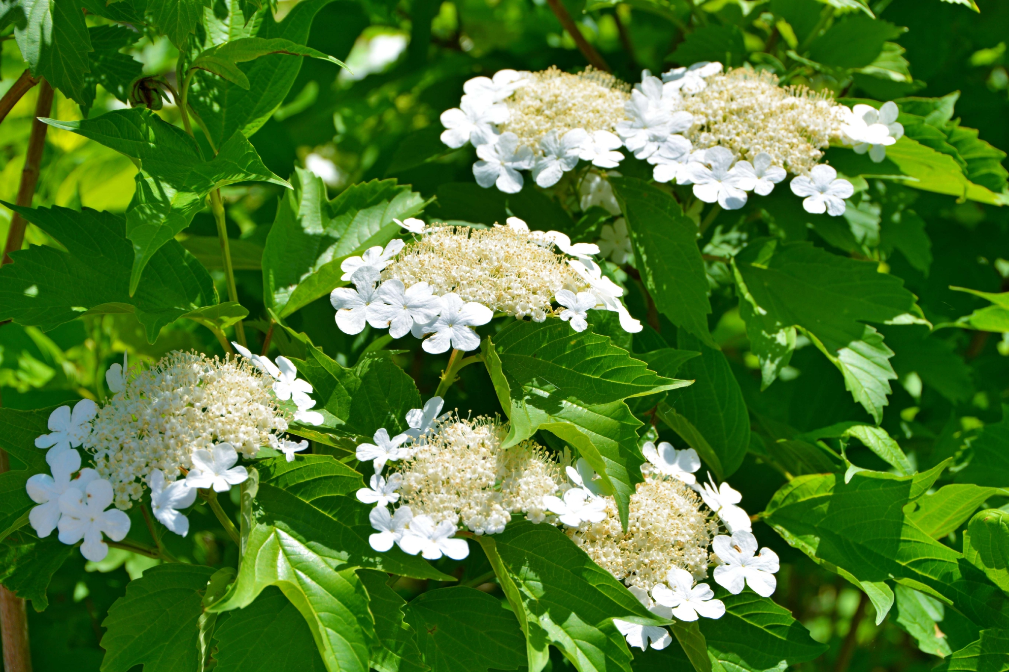 白色琼花欧洲荚蒾,原创拍摄