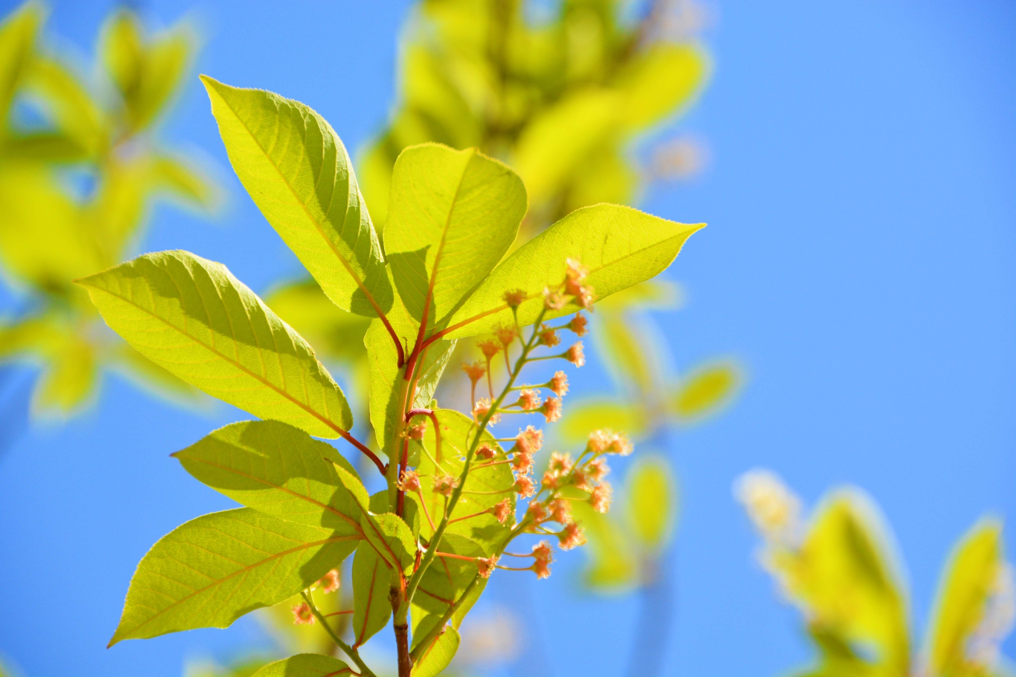 阳光下的稠李树叶子,原创拍摄