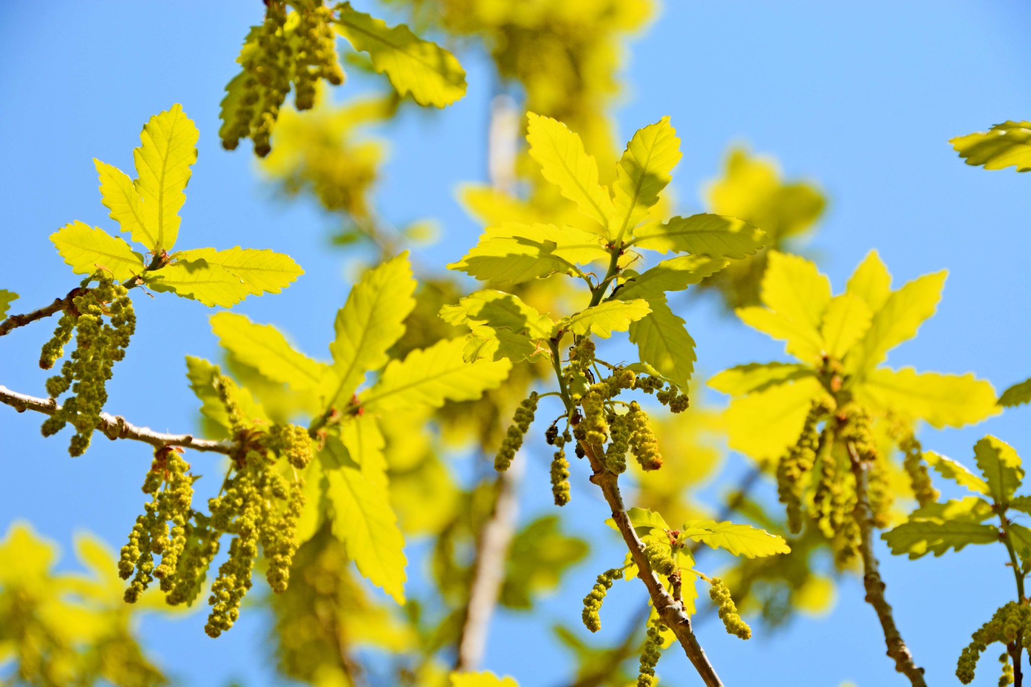 春天蒙古栎树花,原创拍摄