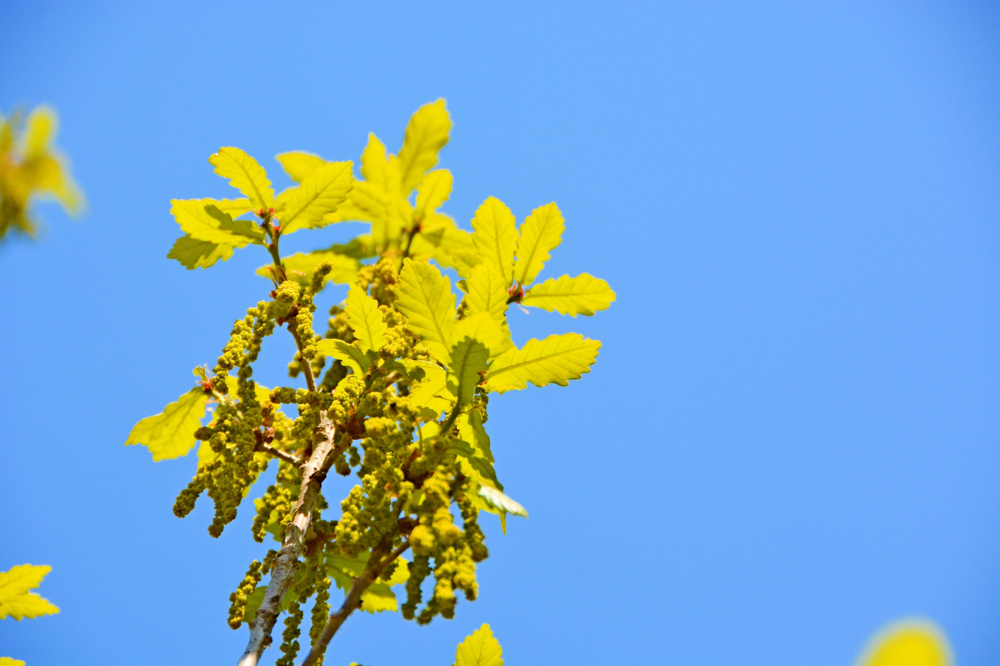 春天蒙古栎树花,原创拍摄