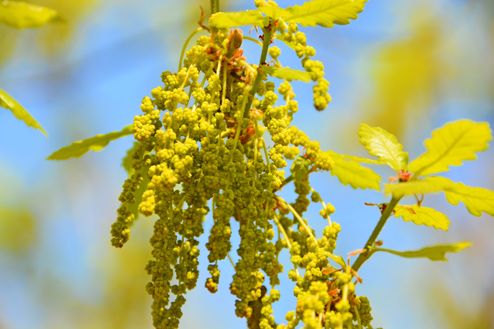 春天蒙古栎树花,原创拍摄