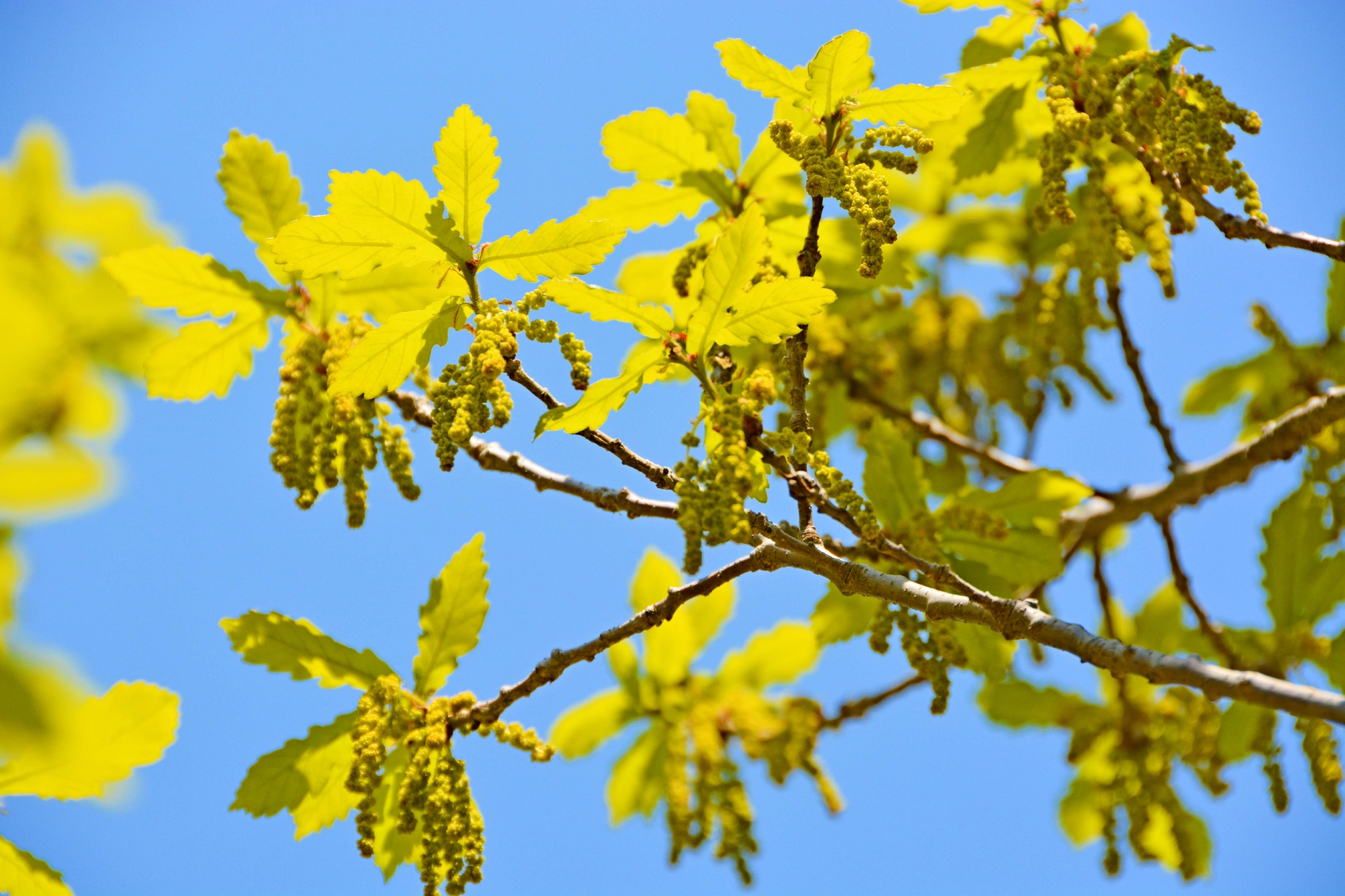 春天蒙古栎树花,原创拍摄