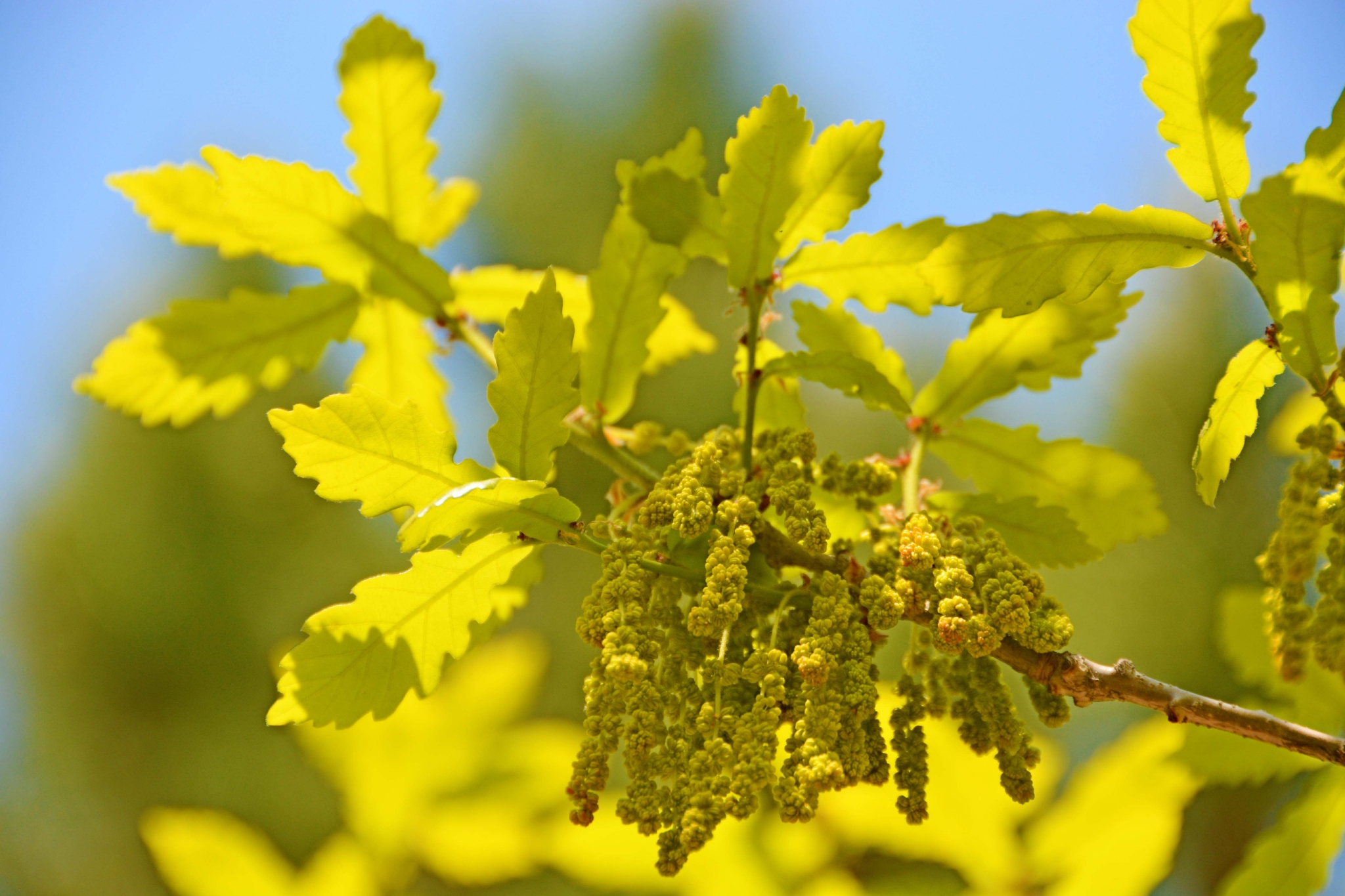 春天蒙古栎树花,原创拍摄