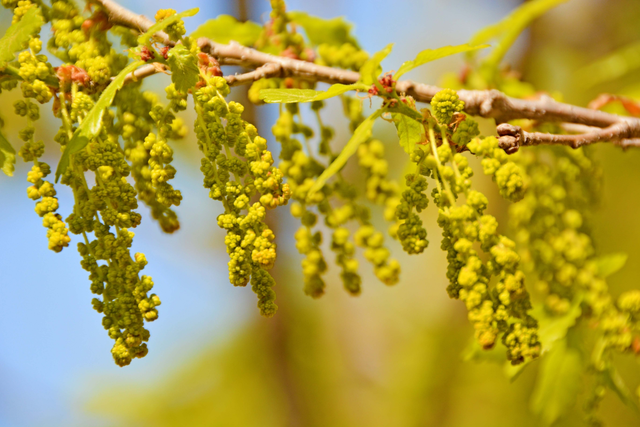 春天蒙古栎树花,原创拍摄
