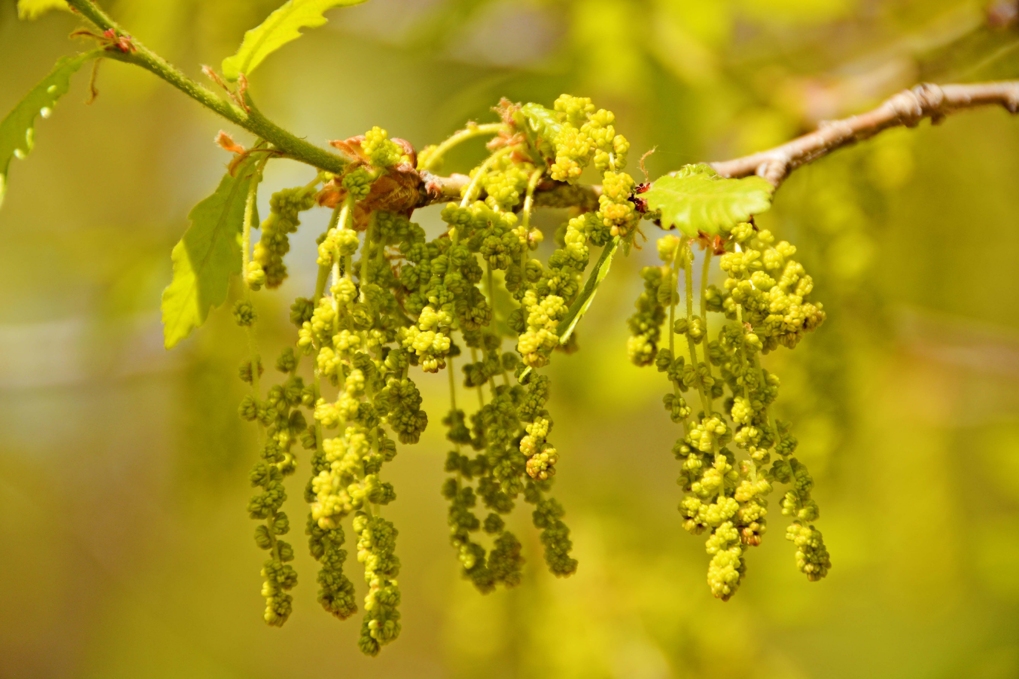 春天蒙古栎树花,原创拍摄