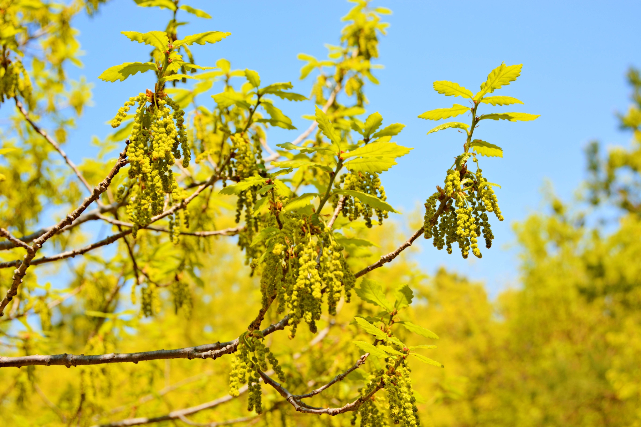 春天蒙古栎树花,原创拍摄