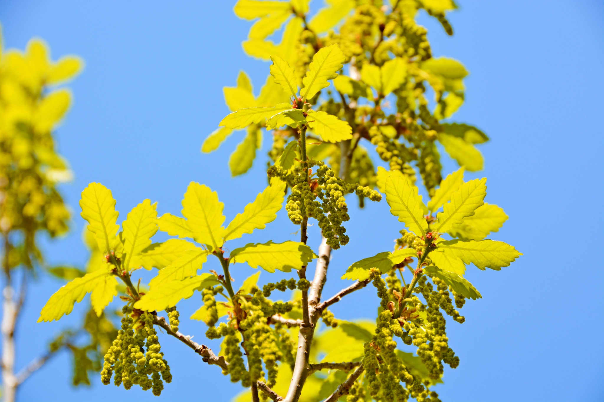 春天蒙古栎树花,原创拍摄