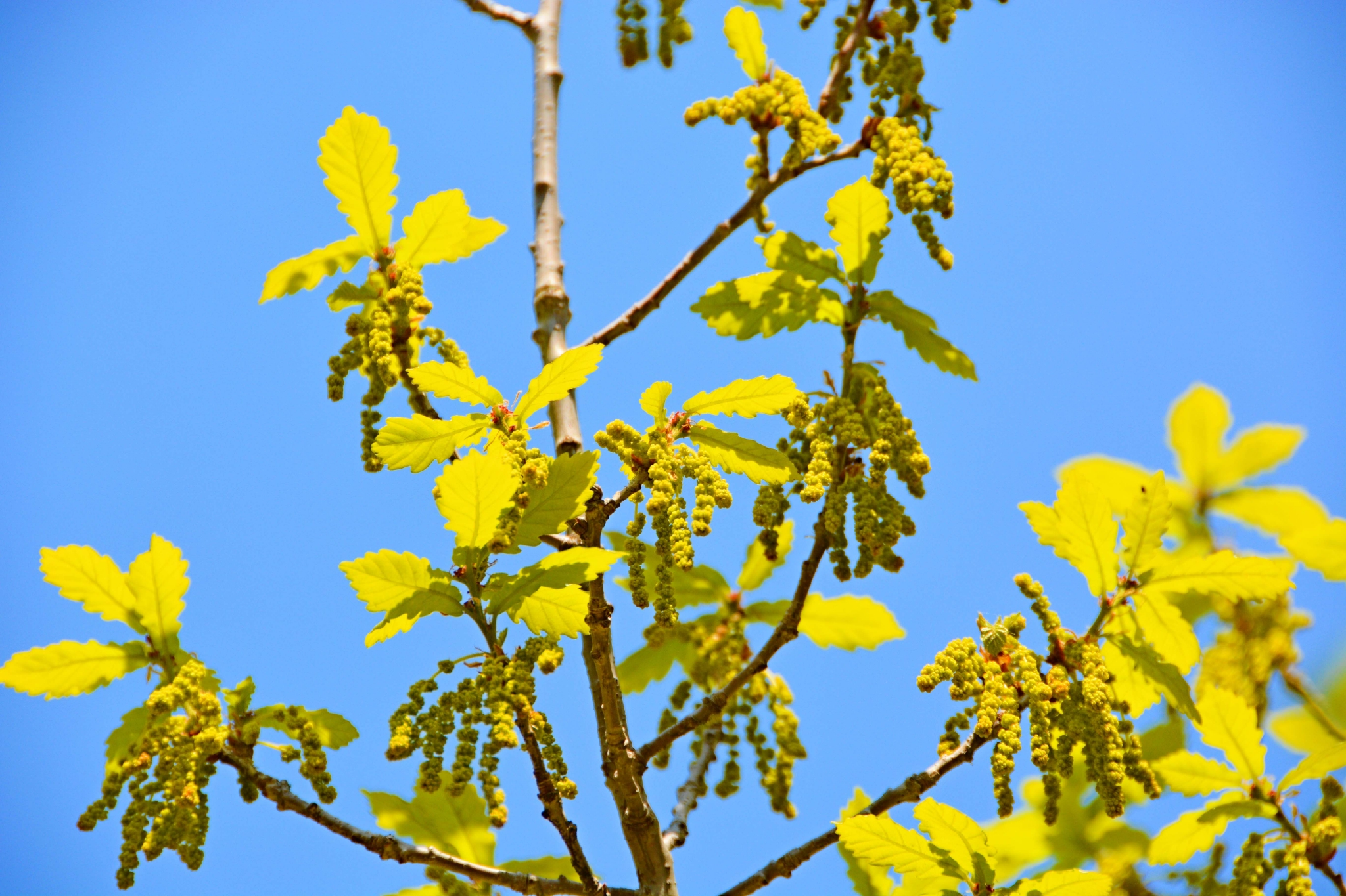 春天蒙古栎树花,原创拍摄