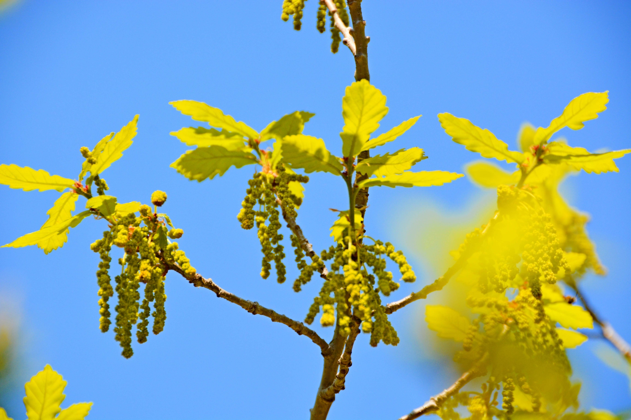 春天蒙古栎树花,原创拍摄