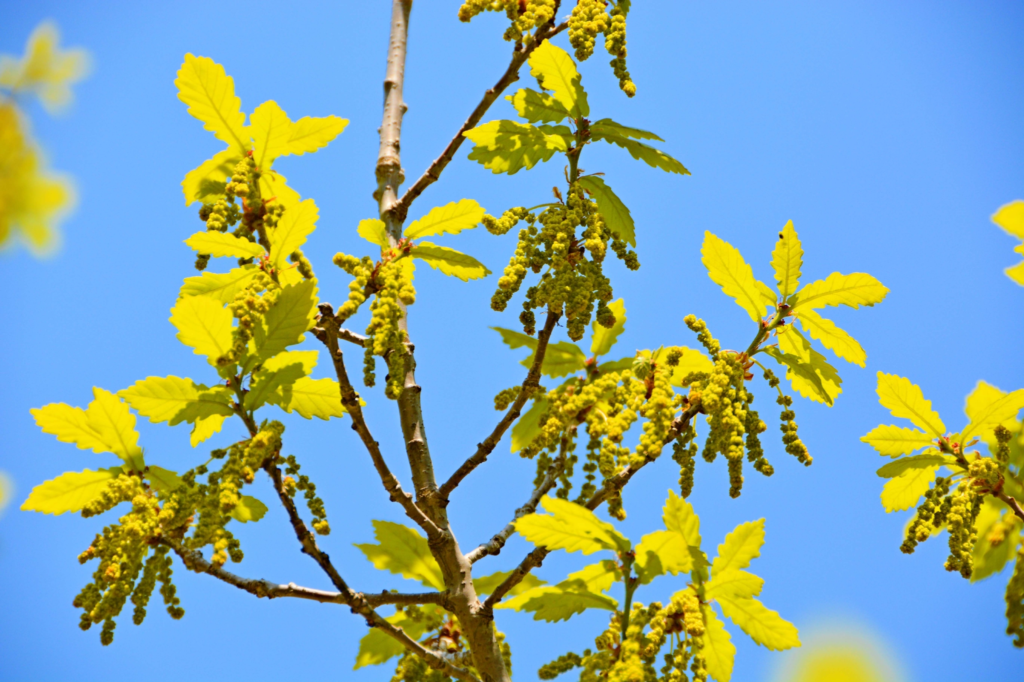 春天蒙古栎树花,原创拍摄