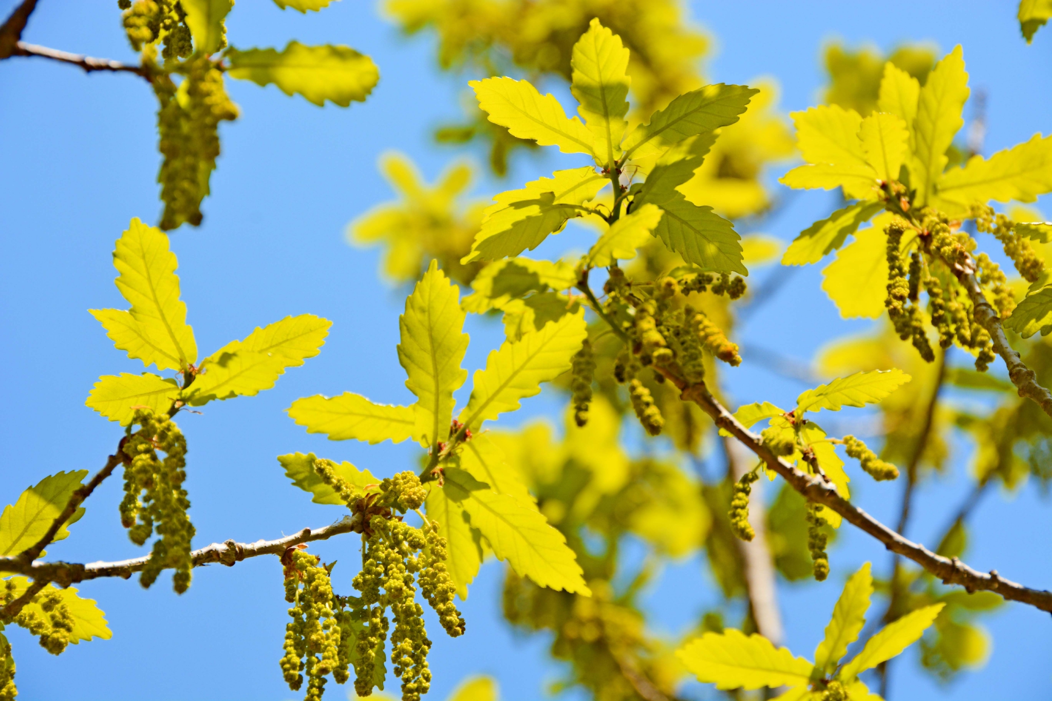 春天蒙古栎树花,原创拍摄