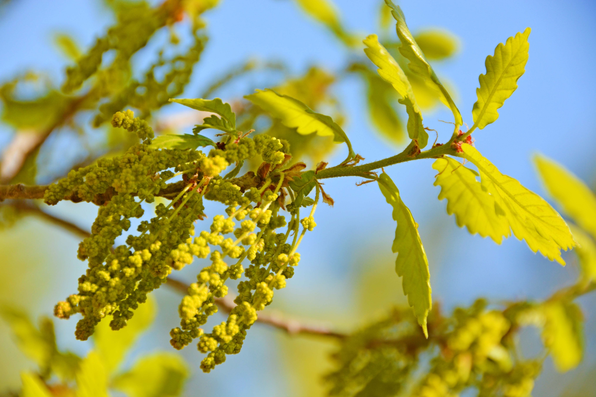 春天蒙古栎树花,原创拍摄