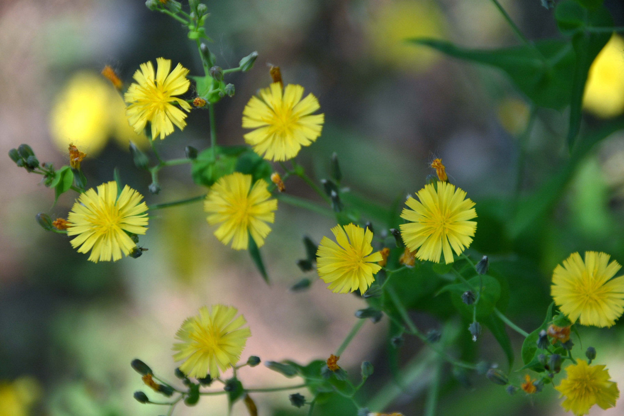 苦菜花原创拍摄