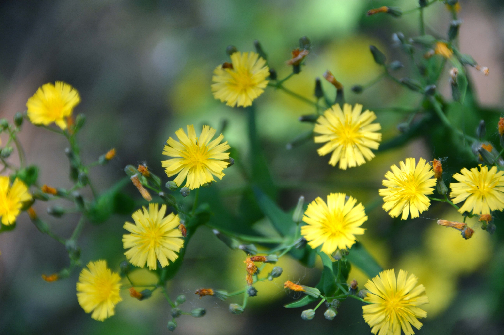 苦菜花原创拍摄