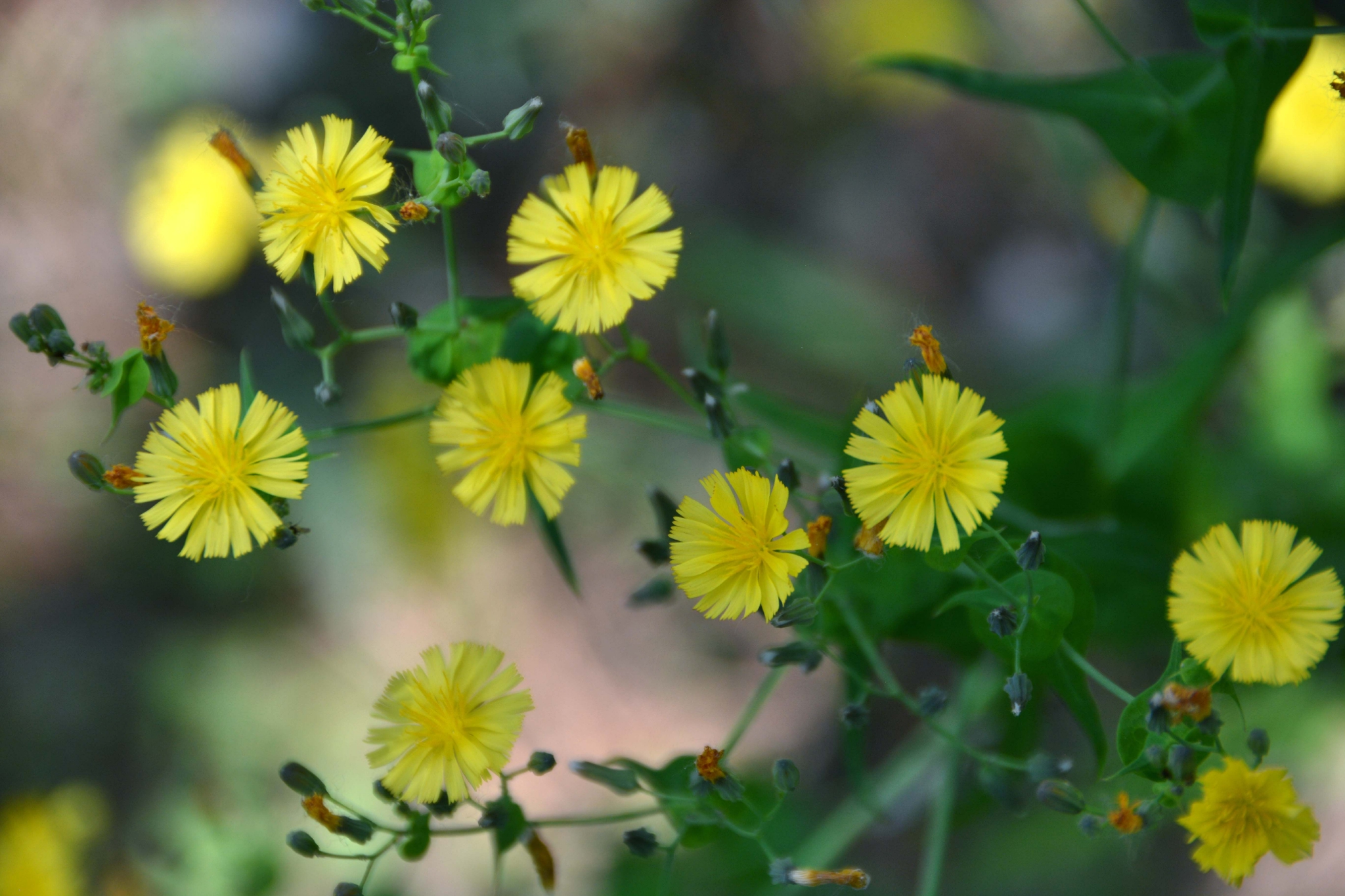 苦菜花原创拍摄