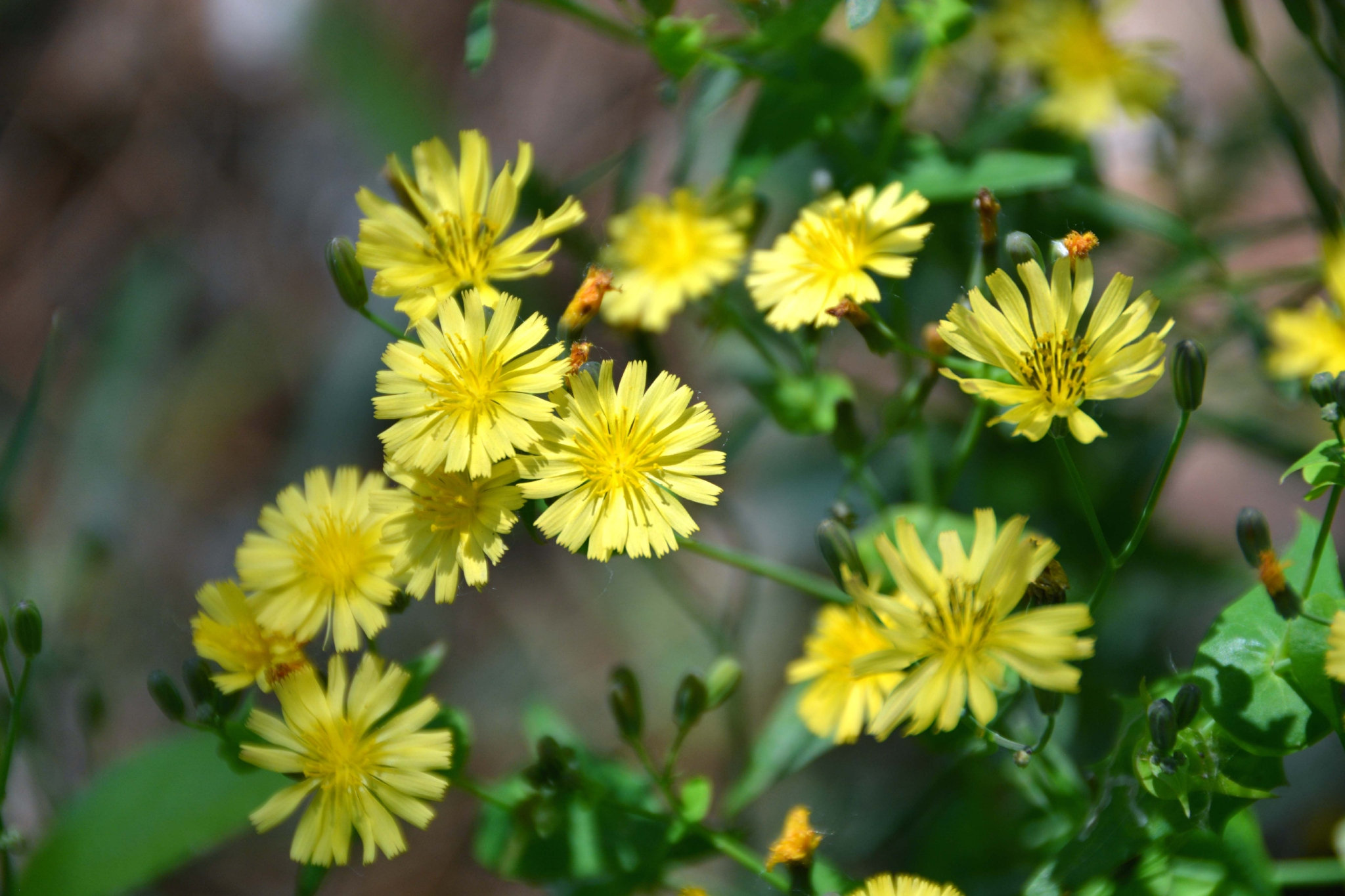 苦菜花原创拍摄