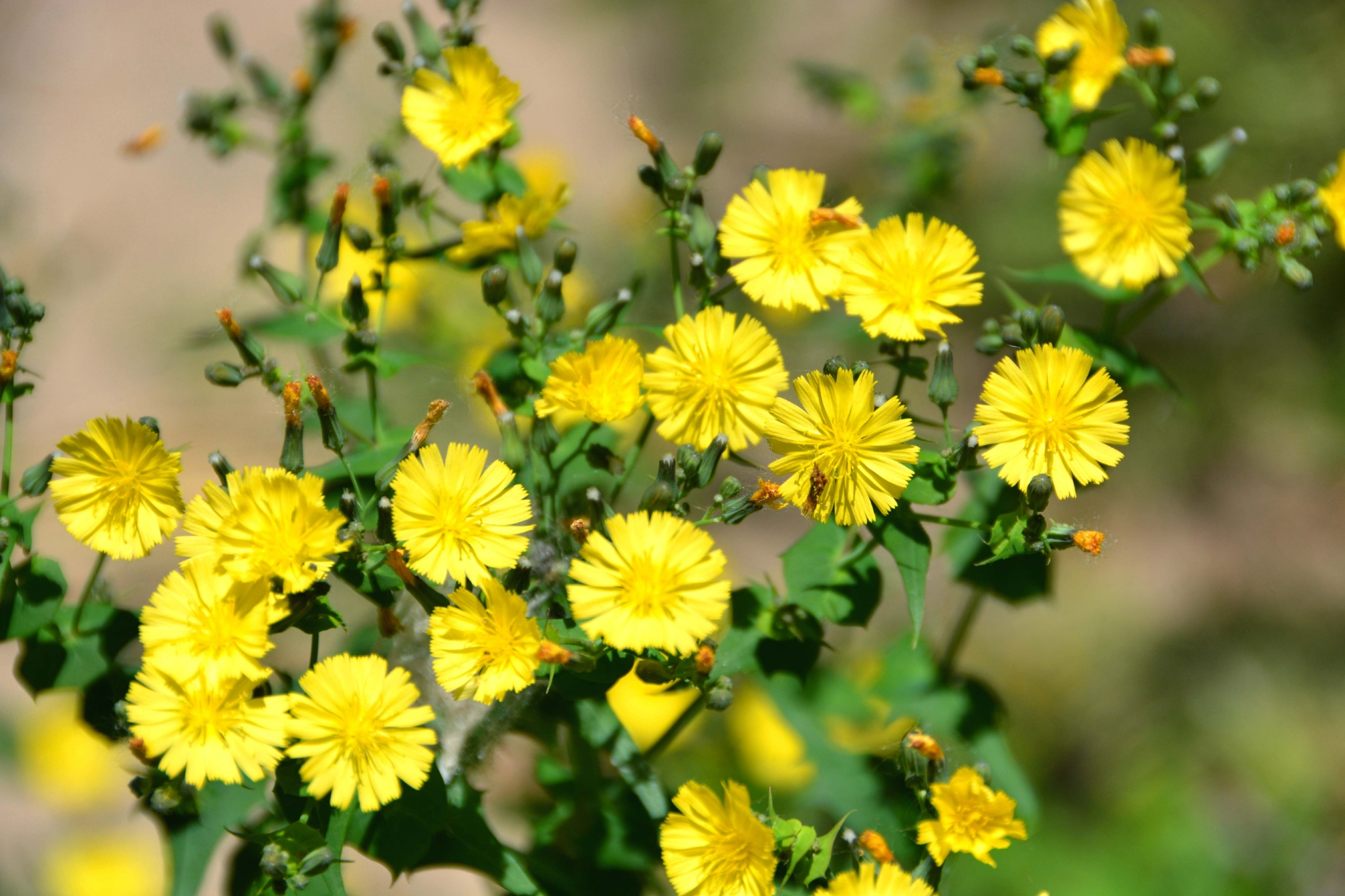 苦菜花原创拍摄